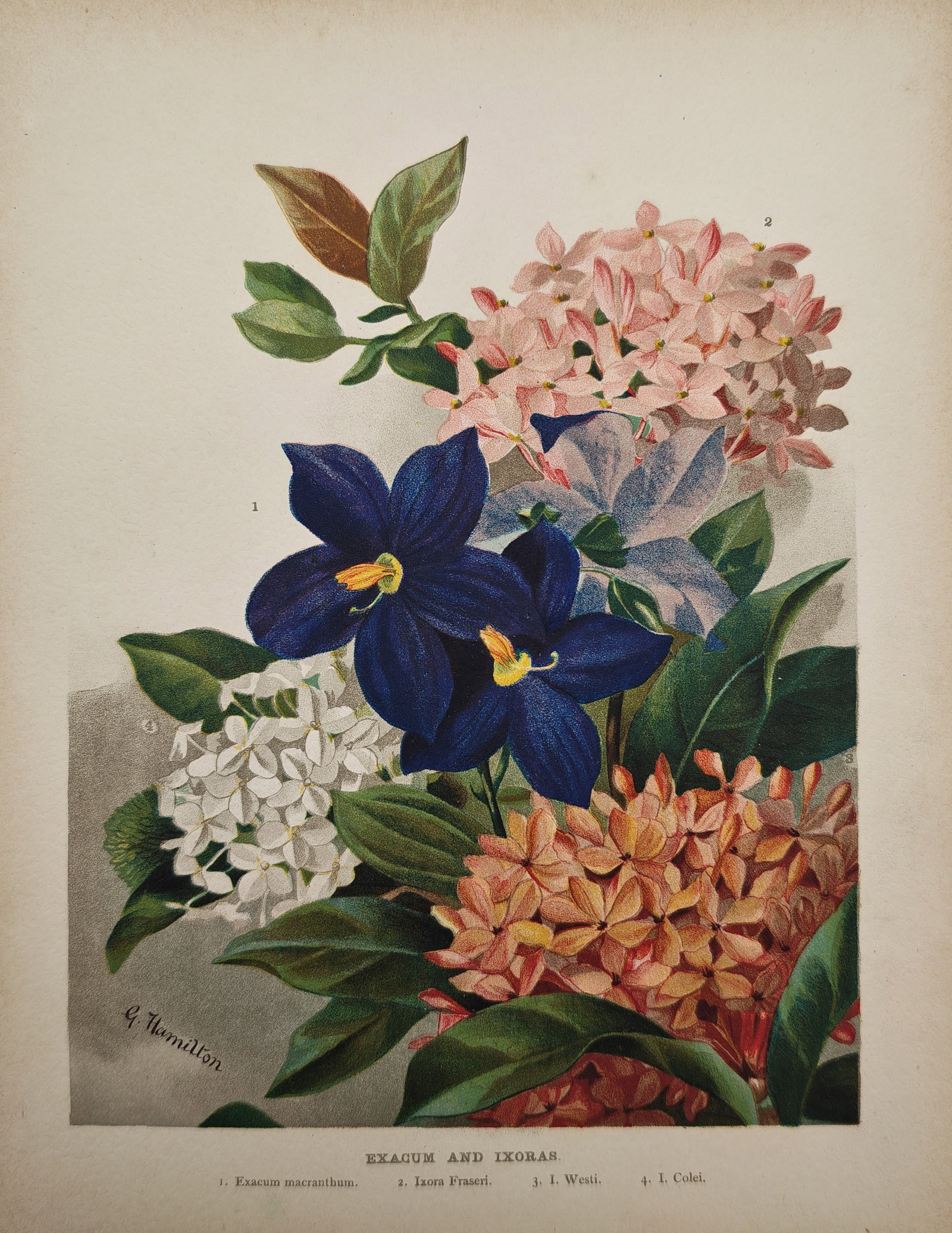 George Hamilton – Botanical Study of Exacum and Ixoras – Lithograph (19th Century): "Exacum and Ixoras" presents a vibrant horticultural study illustrating a lush arrangement of blooming Persian violet flowers alongside diverse colorful clusters of tropical ixora blossoms and deep gr
