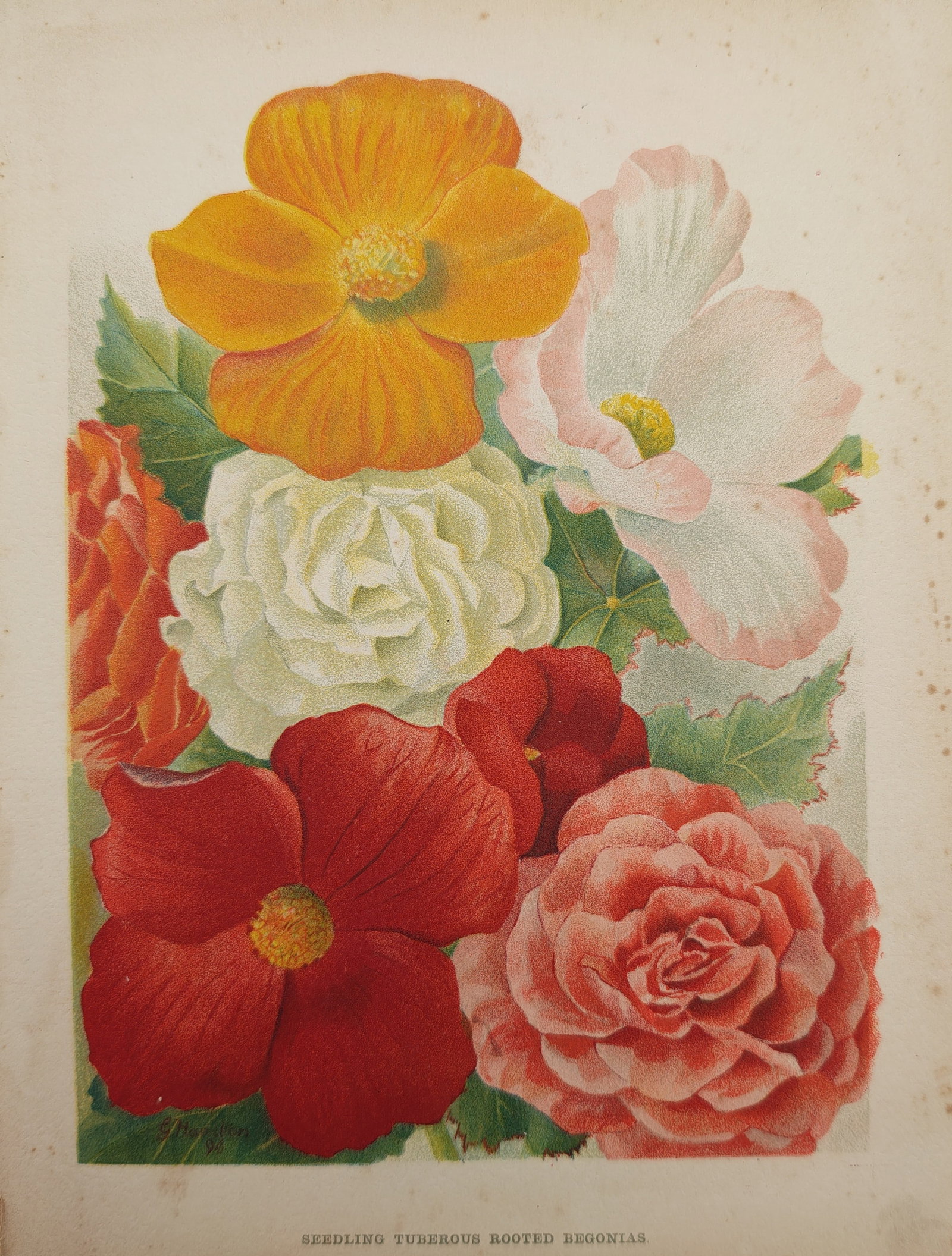 George Hamilton – Botanical Study of Seedling Tuberous Rooted Begonias – Lithograph: "Seedling Tuberous Rooted Begonias" presents a vibrant horticultural study illustrating a diverse arrangement of single and double-flowered begonia blossoms in shades of crimson, pink, yellow, orange,