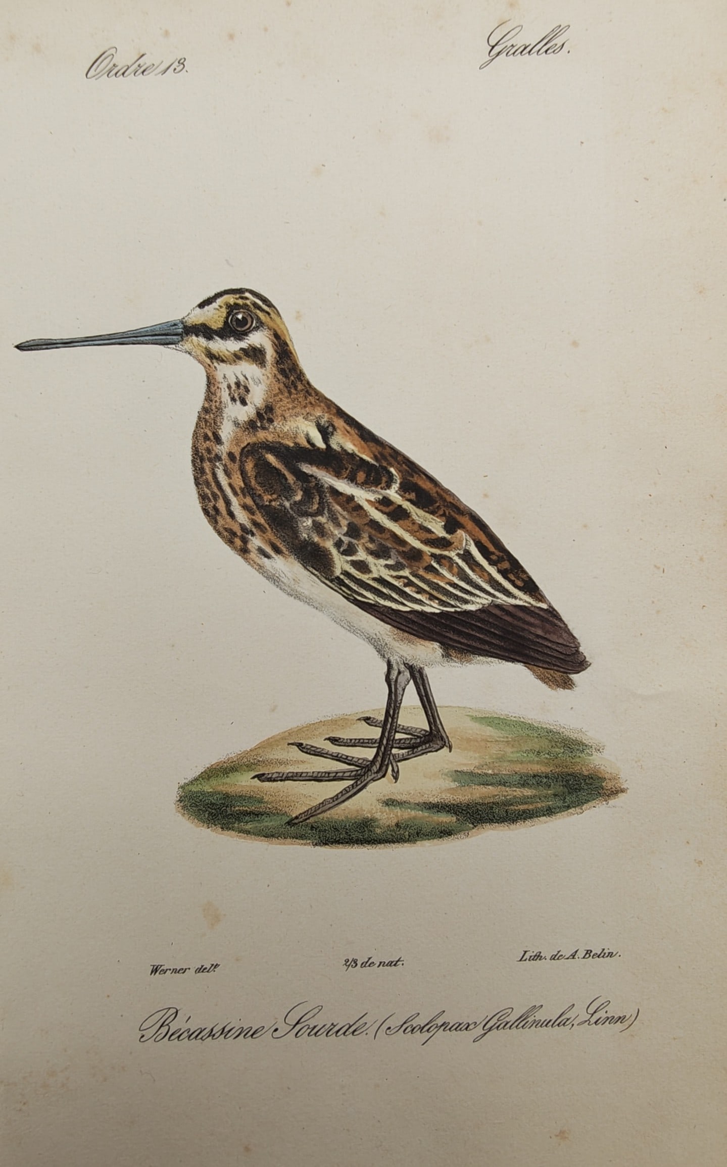 Jean-Charles Werner – Jack Snipe – Lithograph (19th Century) (1 of 2)