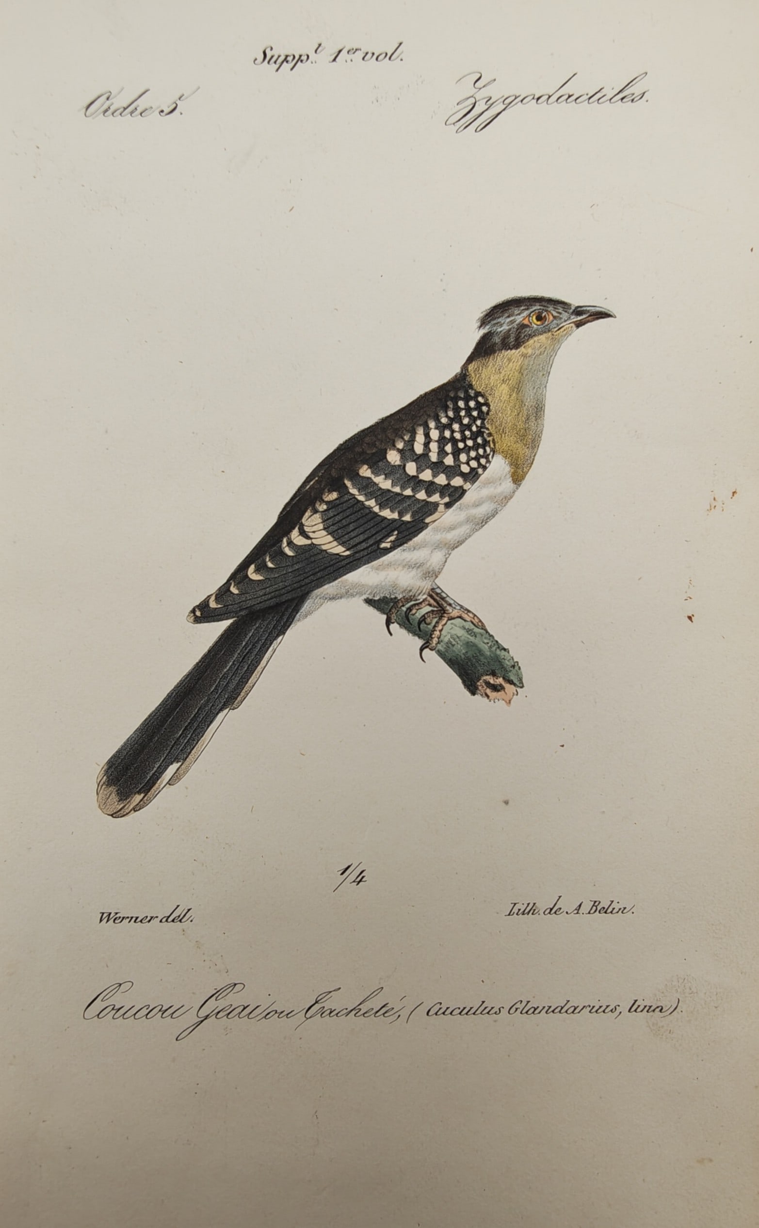 Jean-Charles Werner – Great Spotted Cuckoo – Lithograph (19th Century) (1 of 2)