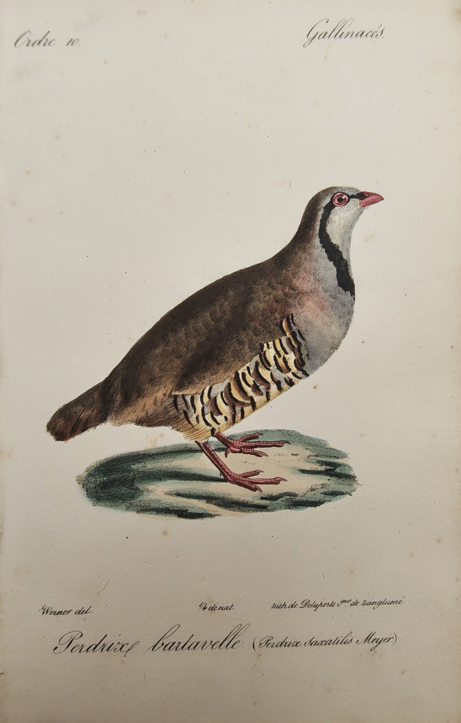 Jean-Charles Werner – Rock Partridge – Lithograph (19th Century): "Rock Partridge" This lithograph portrays a meticulous ornithological study of a rock partridge standing on a patch of grassy ground against a neutral backdrop. The nineteenth-century print records th