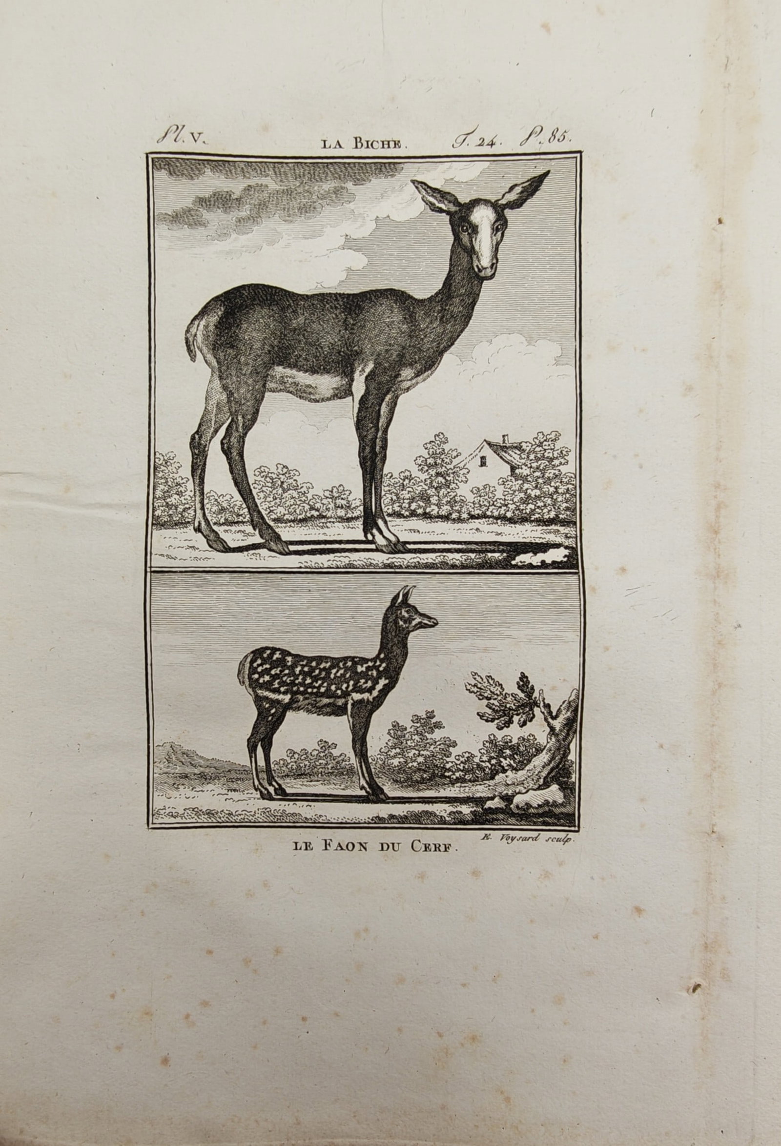 Georges-Louis Leclerc de Buffon – Female Red Deer and Fawn – Engraving (18th Century): "The Hind" This engraving presents a natural history study illustrating a female red deer standing in profile against a countryside landscape with a small house alongside a separate depiction of a spo