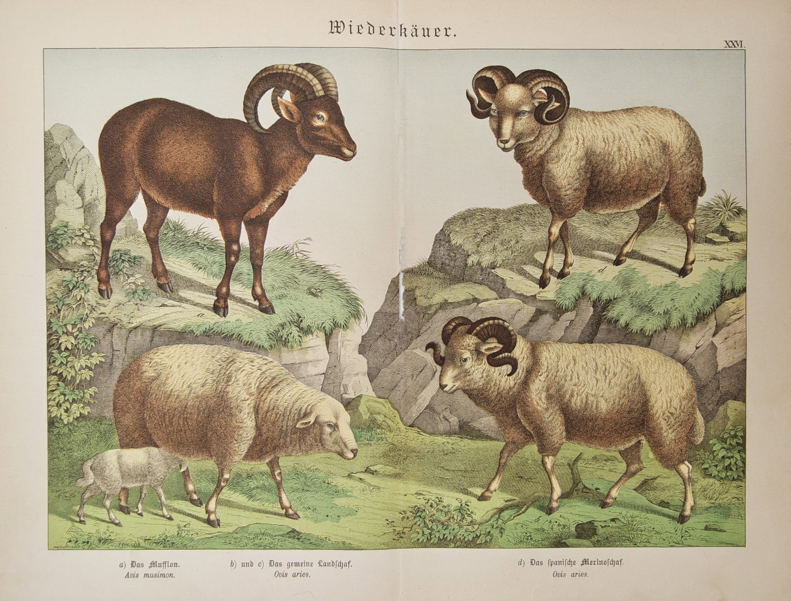 Gotthilf Heinrich von Schubert – Various Sheep and Mouflon Species – Lithograph (19th Century) (1 of 2)