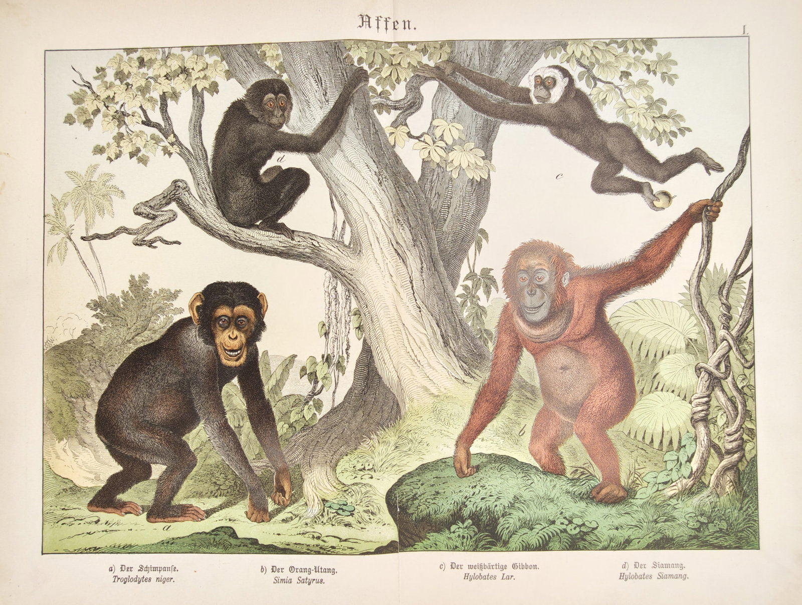 Gotthilf Heinrich von Schubert – Various Ape and Gibbon Species – Lithograph (19th Century): "Affen" This lithograph portrays a natural history study illustrating four distinct anthropoid ape species including a chimpanzee, an orangutan, a lar gibbon, and a siamang swinging and climbing withi