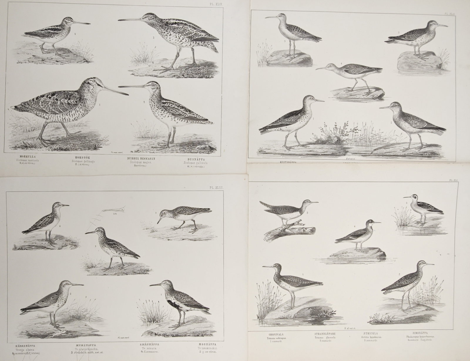 Peter Akerlund – Set of 4: Snipes, Sandpipers, and Wading Shorebirds – Lithographs (19th (1 of 2)