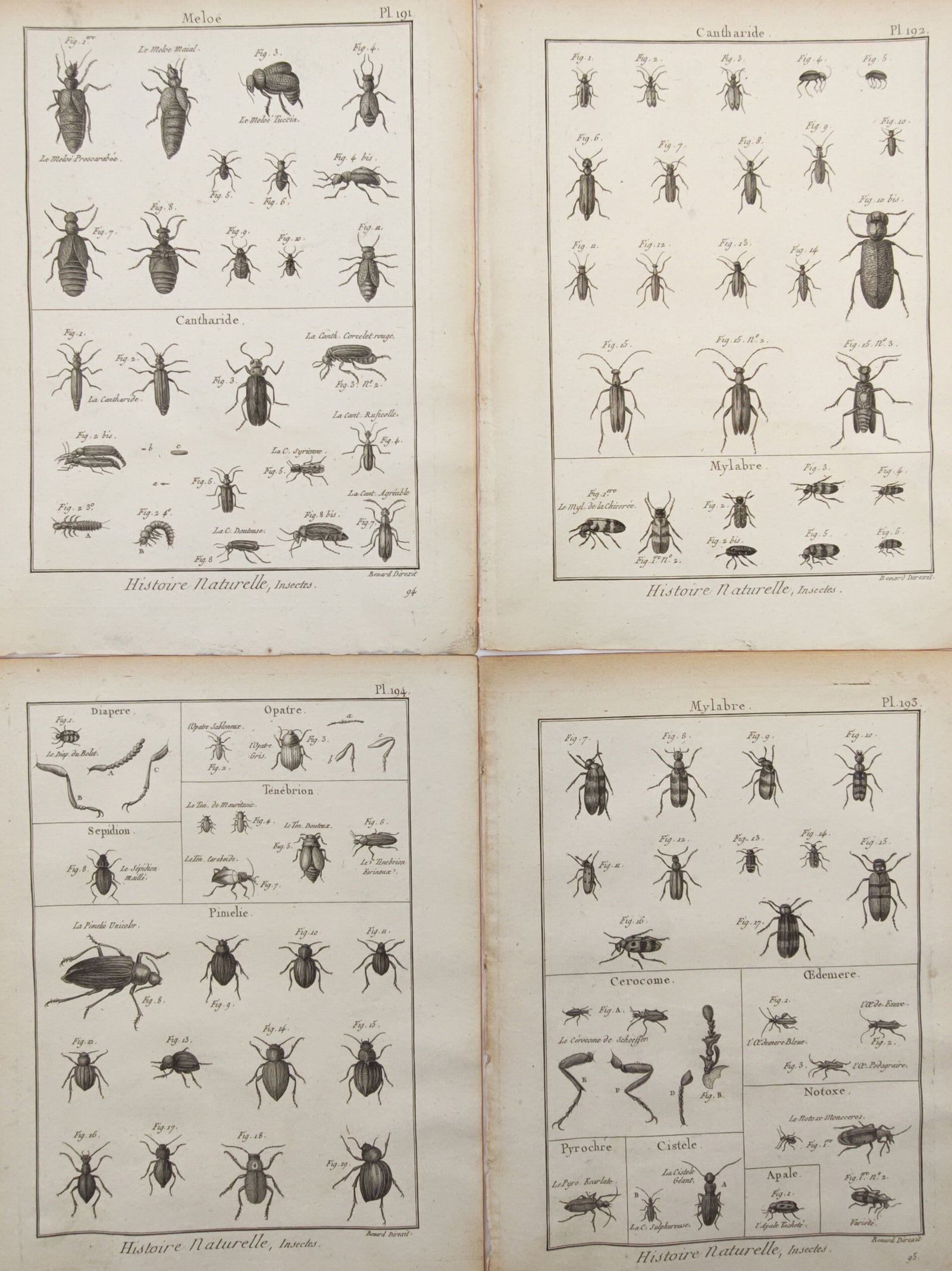 Robert Bénard – Set of 4: Natural History of Beetles, Cantharides, and Entomological Studies (1 of 2)