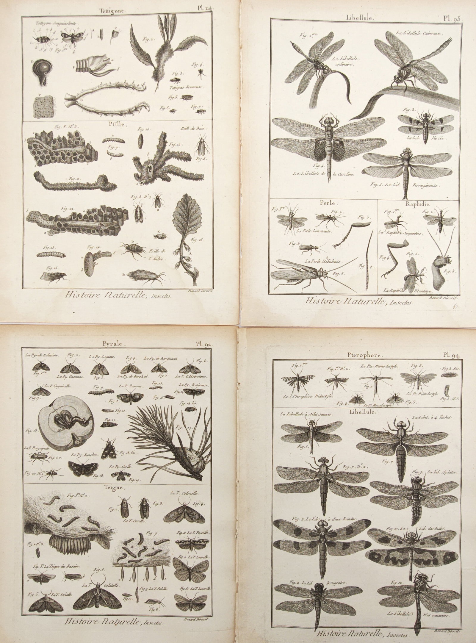 Robert Bénard – Set of 4: Natural History of Dragonflies, Moths, and Winged Insects –: "Natural History of Dragonflies, Moths, and Winged Insects" presents an eighteenth-century entomological study illustrating diverse insect species including dragonflies, damselflies, moths, and plant 