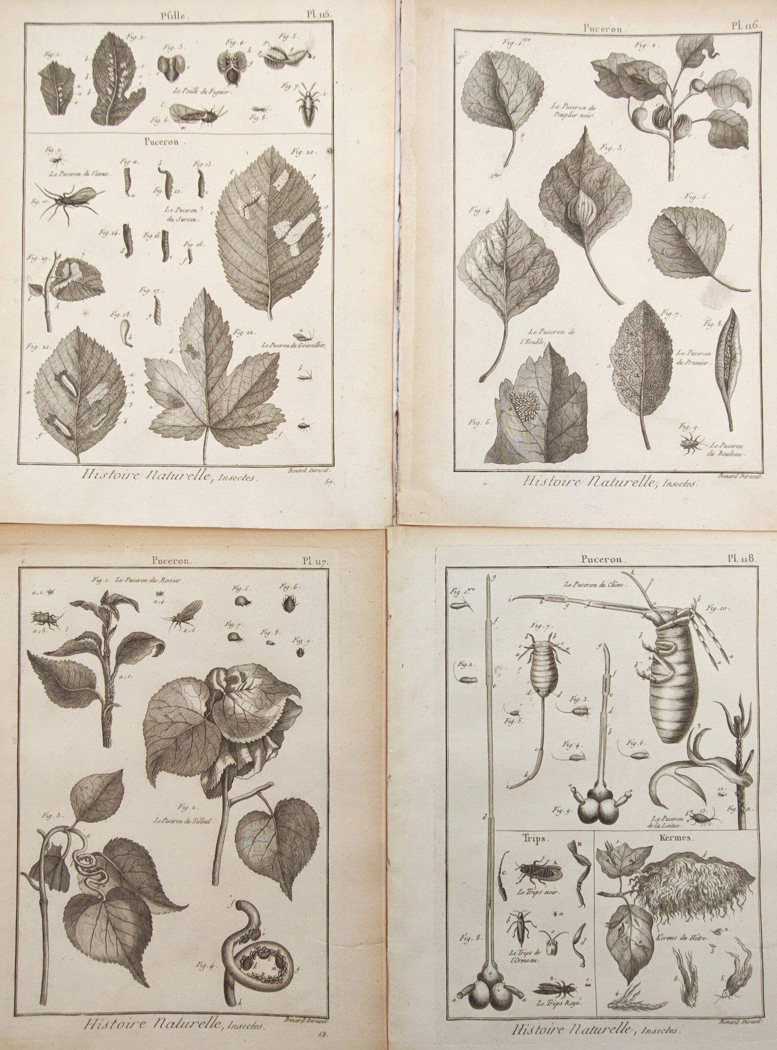 Robert Bénard – Set of 4: Natural History of Aphids, Plant Galls, and Parasitic Insects – (1 of 2)