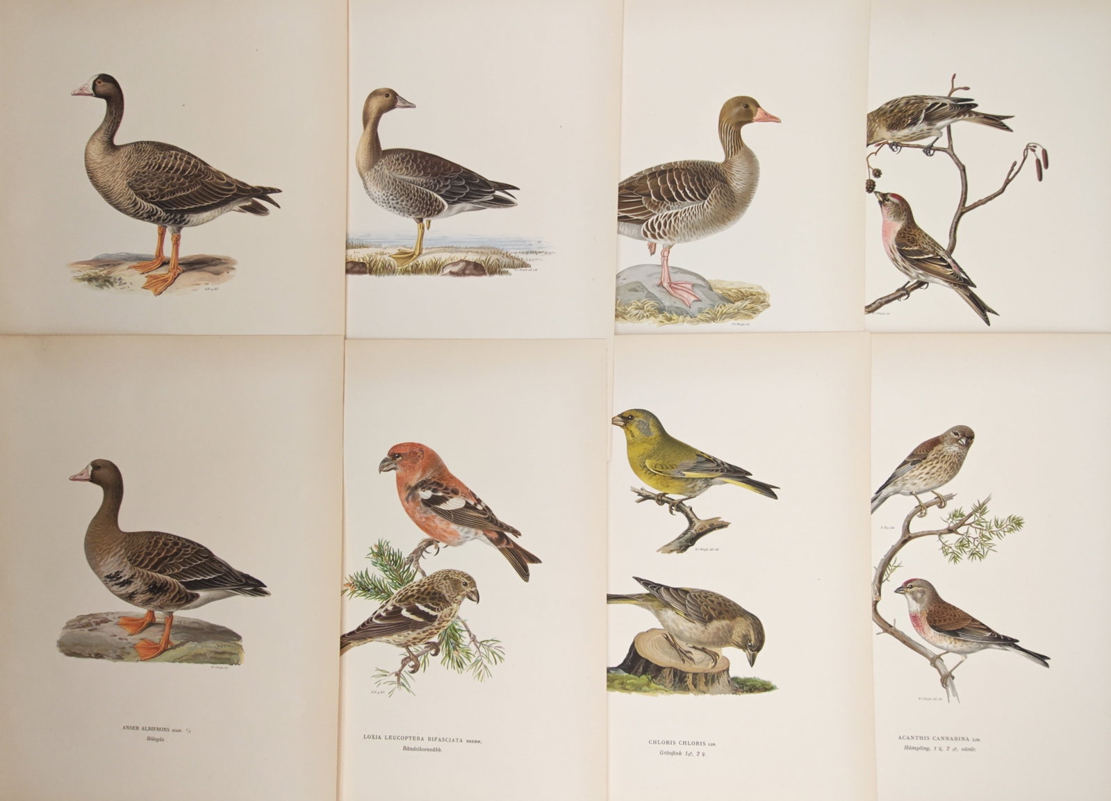 Magnus von Wright – Set of 8: Wild Geese, Crossbills, and Scandinavian Finches – Lithographs (1 of 2)