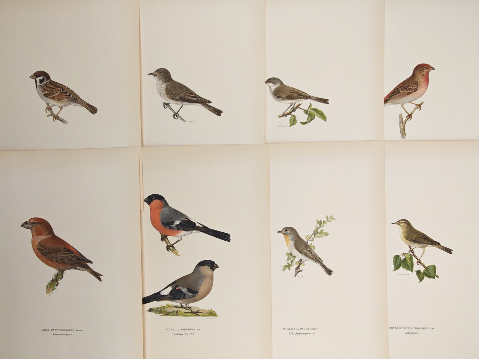 Magnus von Wright – Set of 8: Bullfinches, Crossbills, and Scandinavian Songbirds – Lithographs: "Bullfinches, Crossbills, and Scandinavian Songbirds" presents an ornithological study depicting diverse Nordic passerine species including bullfinches, parrot crossbills, sparrows, and warblers perch