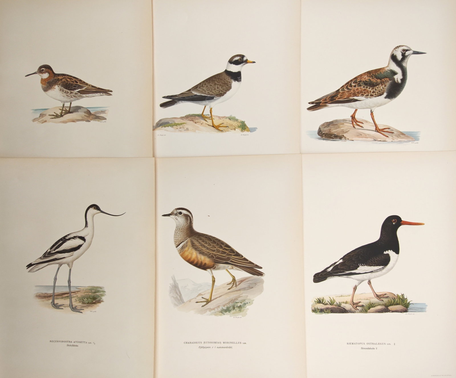 Magnus von Wright – Set of 6: Oystercatchers, Plovers, and Shorebirds – Lithographs (1920s) (1 of 2)
