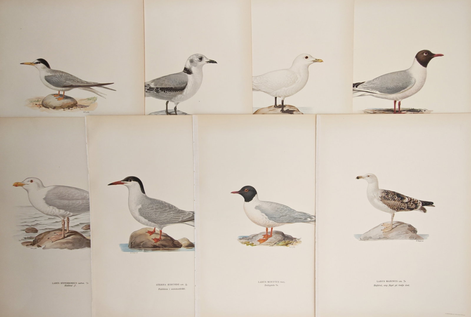 Magnus von Wright – Set of 8: Gulls, Terns, and Seabirds – Lithographs (1920s) (1 of 2)