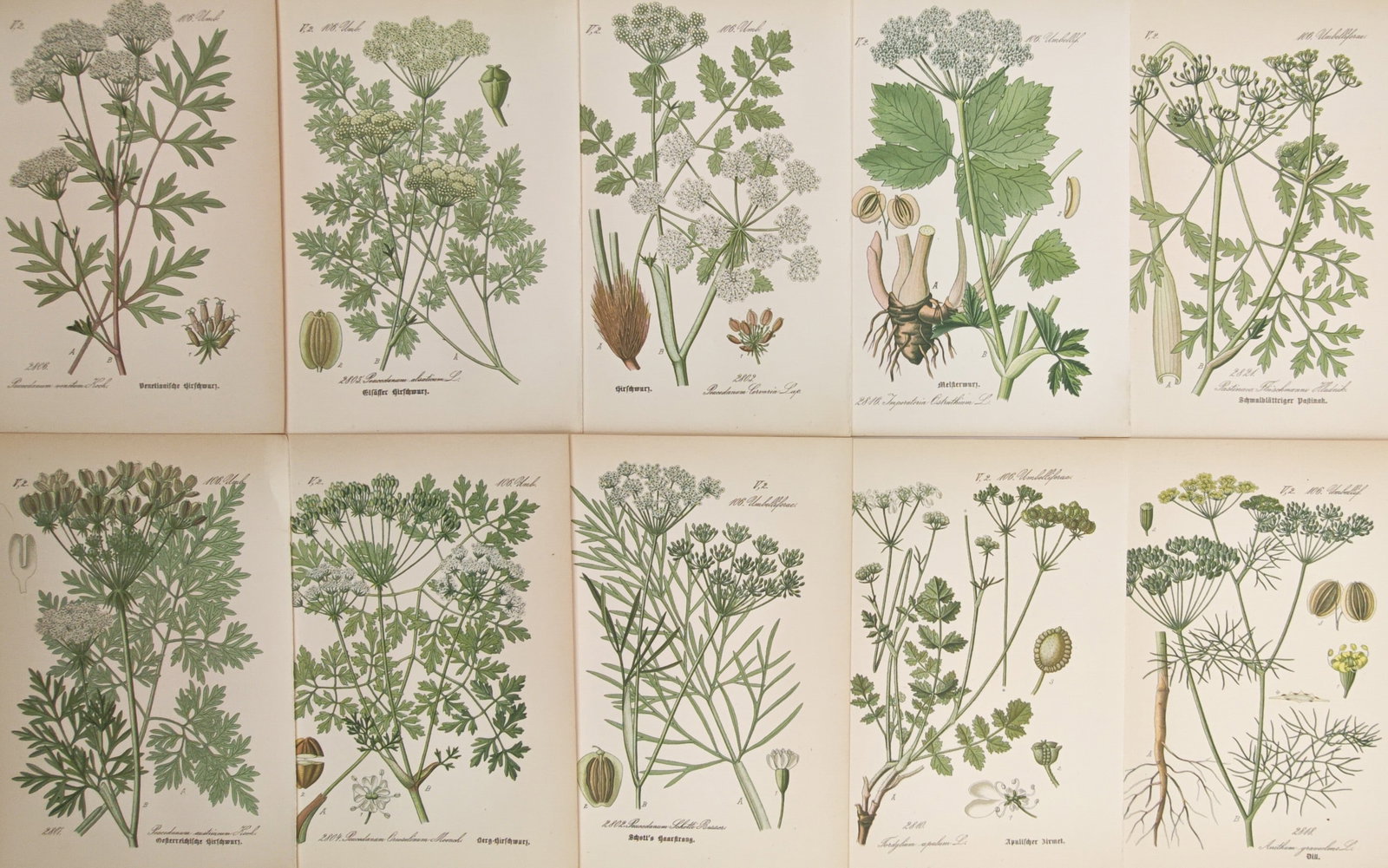Moritz Fünfstück – Set of 10: Umbelliferous Plants, Wild Herbs, and Botanical Dissections: "Umbelliferous Plants, Wild Herbs, and Botanical Dissections" presents a nineteenth-century botanical survey illustrating diverse species of the parsley and carrot family, highlighting delicate flower