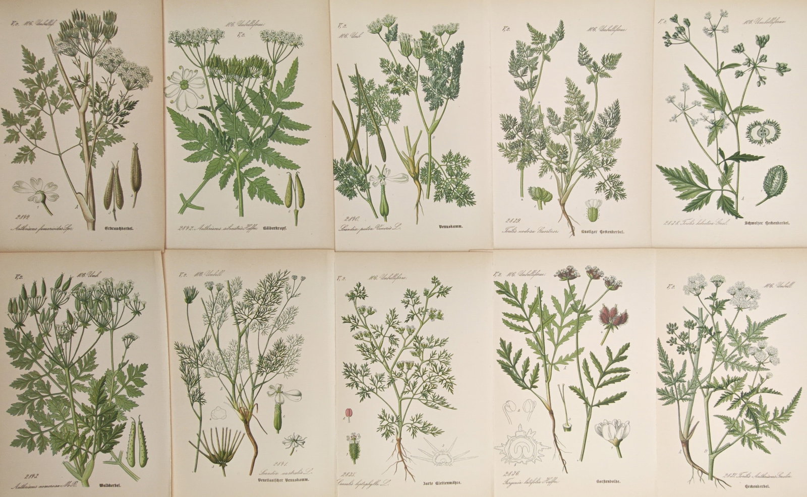 Moritz Fünfstück – Set of 10: Apiaceae, Flowering Chervil, and Wild Herb Studies – Lithographs (1 of 2)