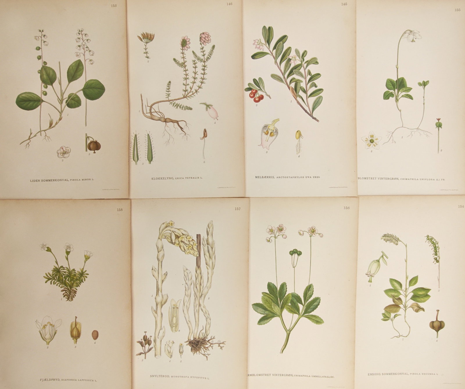 Carl Lindman – Set of 8: Wintergreens, Bearberries, and Heathland Flora – Lithographs (1 of 2)