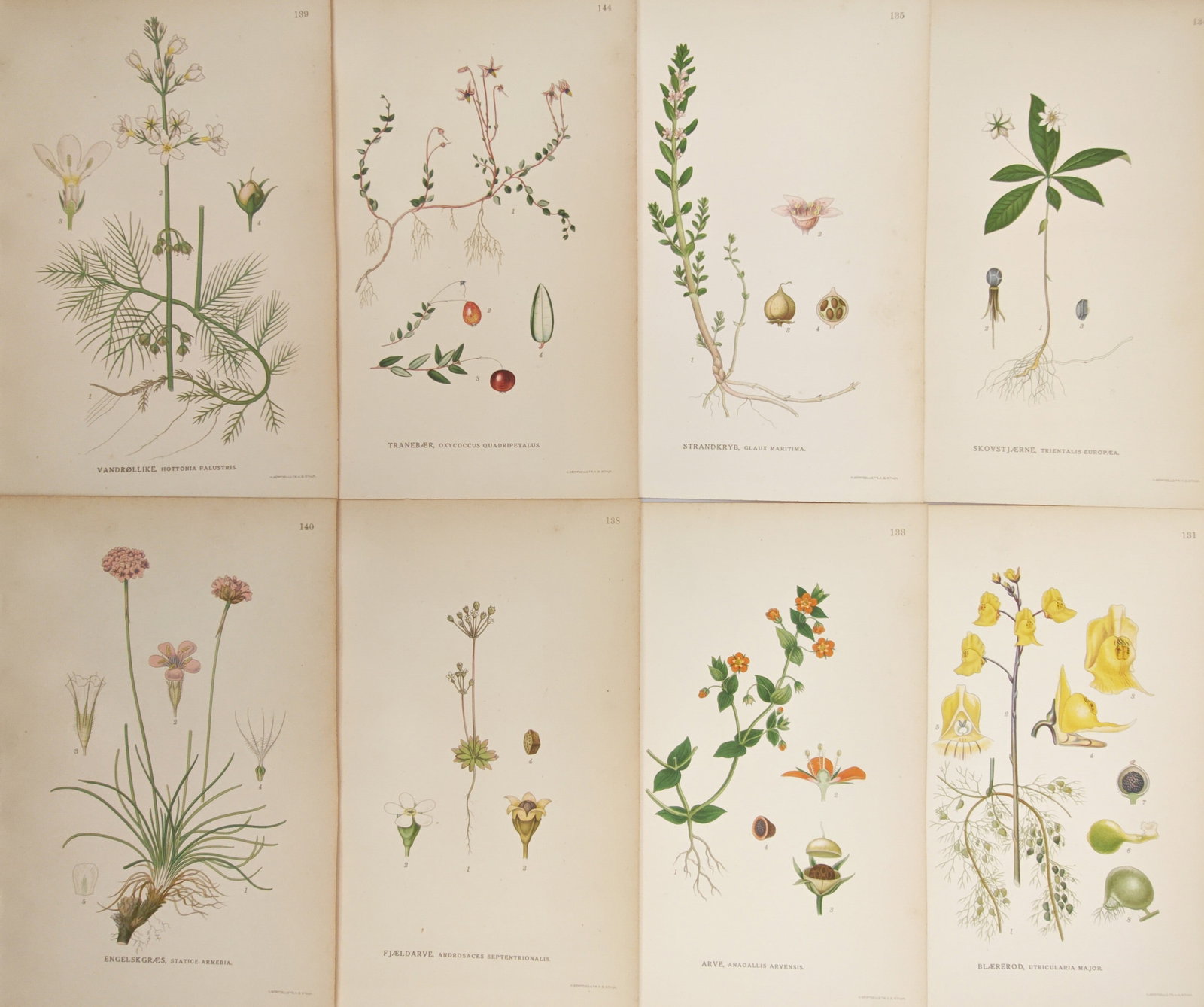 Carl Lindman – Set of 8: Sea Pinks, Scarlet Pimpernels, and Wetland Flora – Lithographs: "Sea Pinks, Scarlet Pimpernels, and Wetland Flora" presents a botanical study illustrating diverse Scandinavian coastal, bog, and wetland species including sea pinks, scarlet pimpernels, carnivorous b