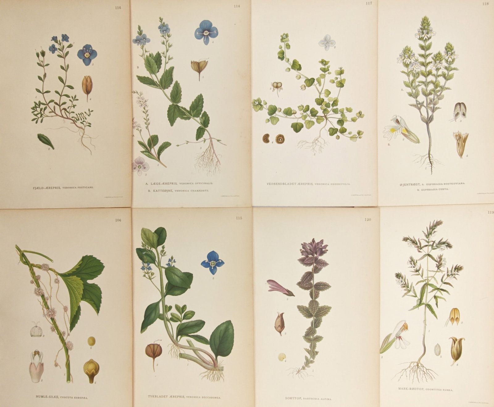 Carl Lindman – Set of 8: Speedwells, Eyebrights, and Meadow Flora – Lithographs (20th Century): "Speedwells, Eyebrights, and Meadow Flora" presents a botanical study illustrating diverse Scandinavian meadow and grassland species including blue speedwells, parasitic eyebrights, dodder vines, and 