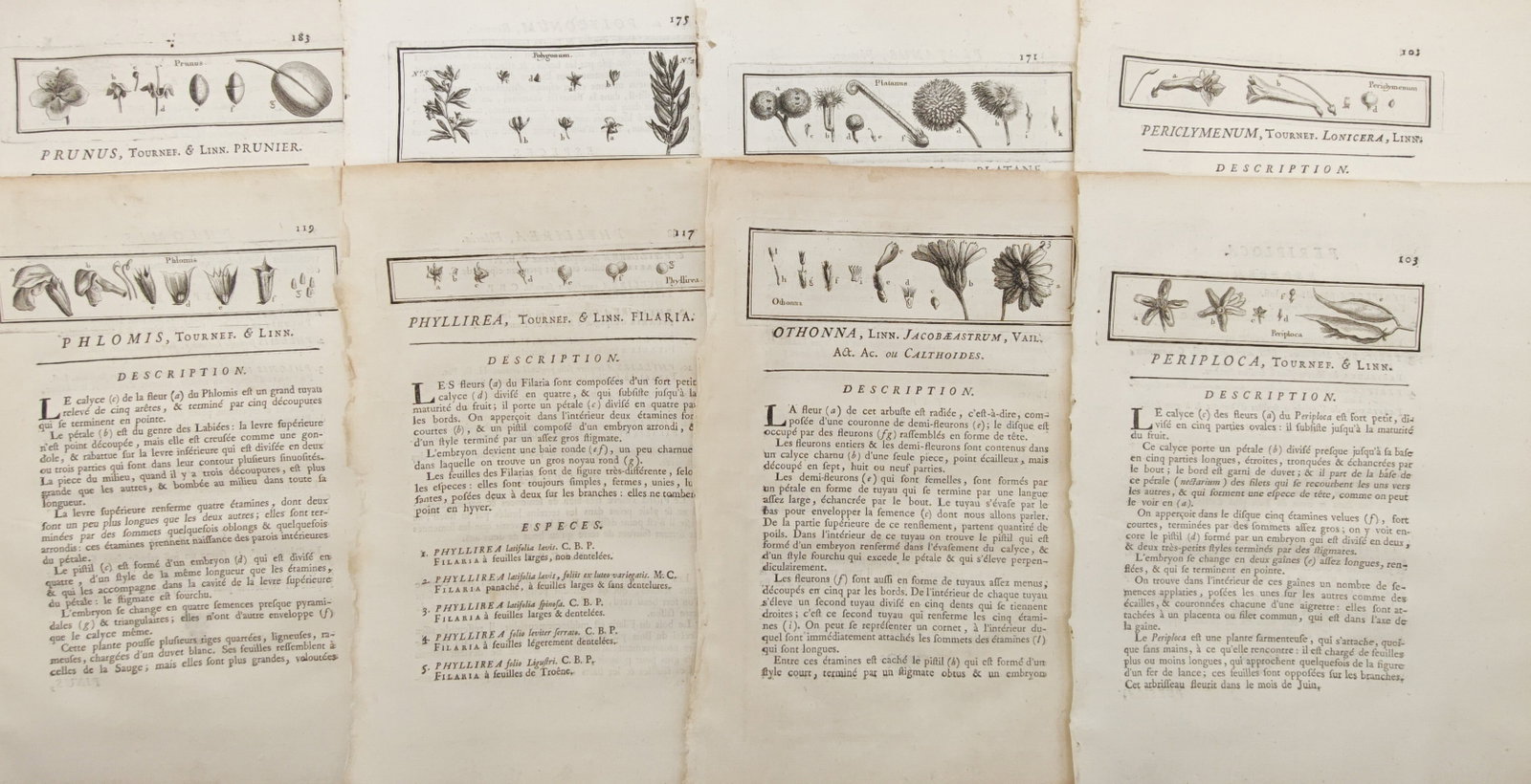 Henri-Louis Duhamel du Monceau – Set of 8: Botanical Headpieces, Dendrological Studies: "Botanical Headpieces, Dendrological Studies, and Floral Morphology" presents an eighteenth-century dendrological and botanical suite featuring finely engraved decorative headpieces illustrating flora