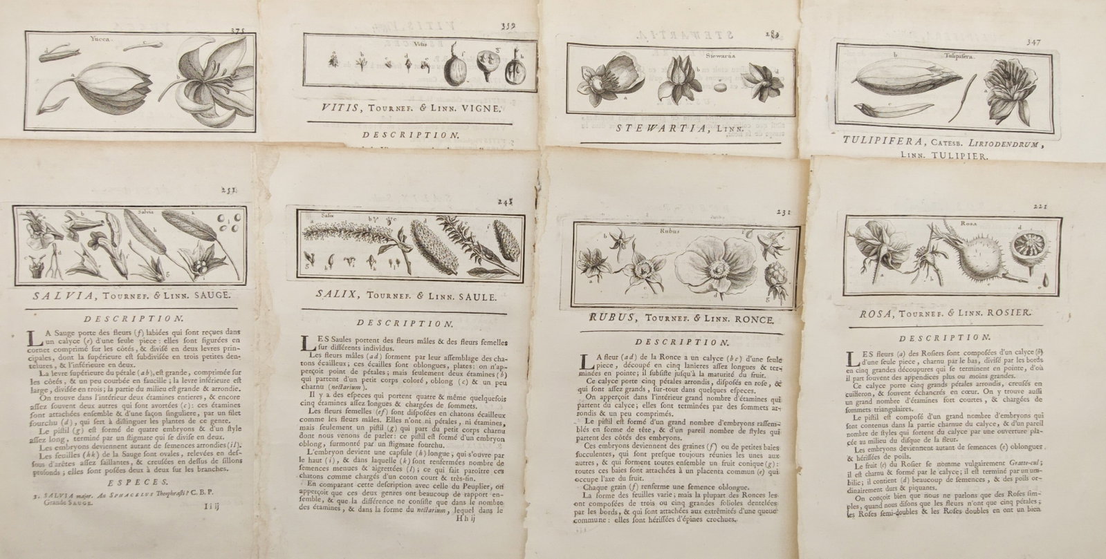 Henri-Louis Duhamel du Monceau – Set of 8: Dendrological Headpieces, Rose – Engravings: "Dendrological Headpieces, Rose, Willow, and Floral Anatomy" presents an eighteenth-century dendrological and botanical suite featuring finely engraved headpieces illustrating the floral morphology, c