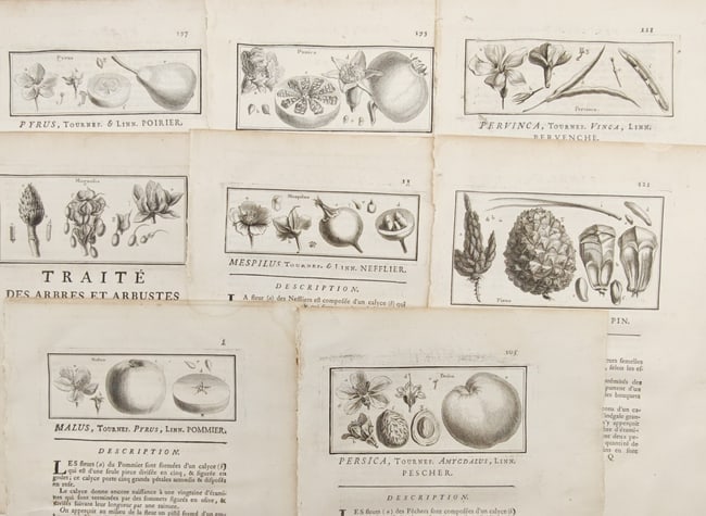 Henri-Louis Duhamel du Monceau – Set of 8: Fruit Trees, Conifers, and Dendrological Studies (1 of 2)