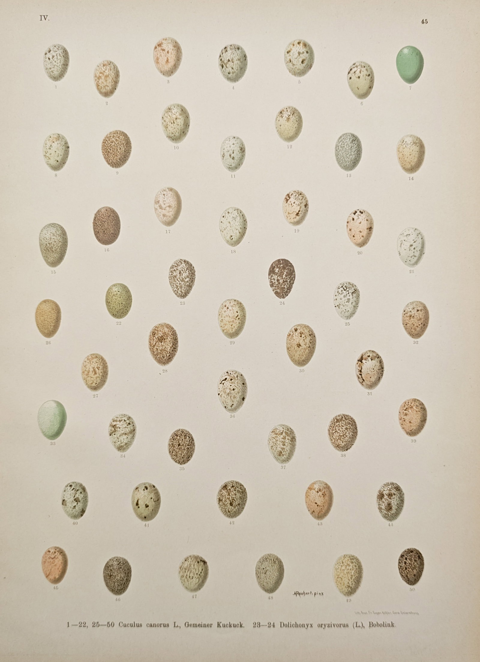 Johann Friedrich Naumann – Eggs of the Common Cuckoo and Bobolink – Lithograph (19th Century) (1 of 2)