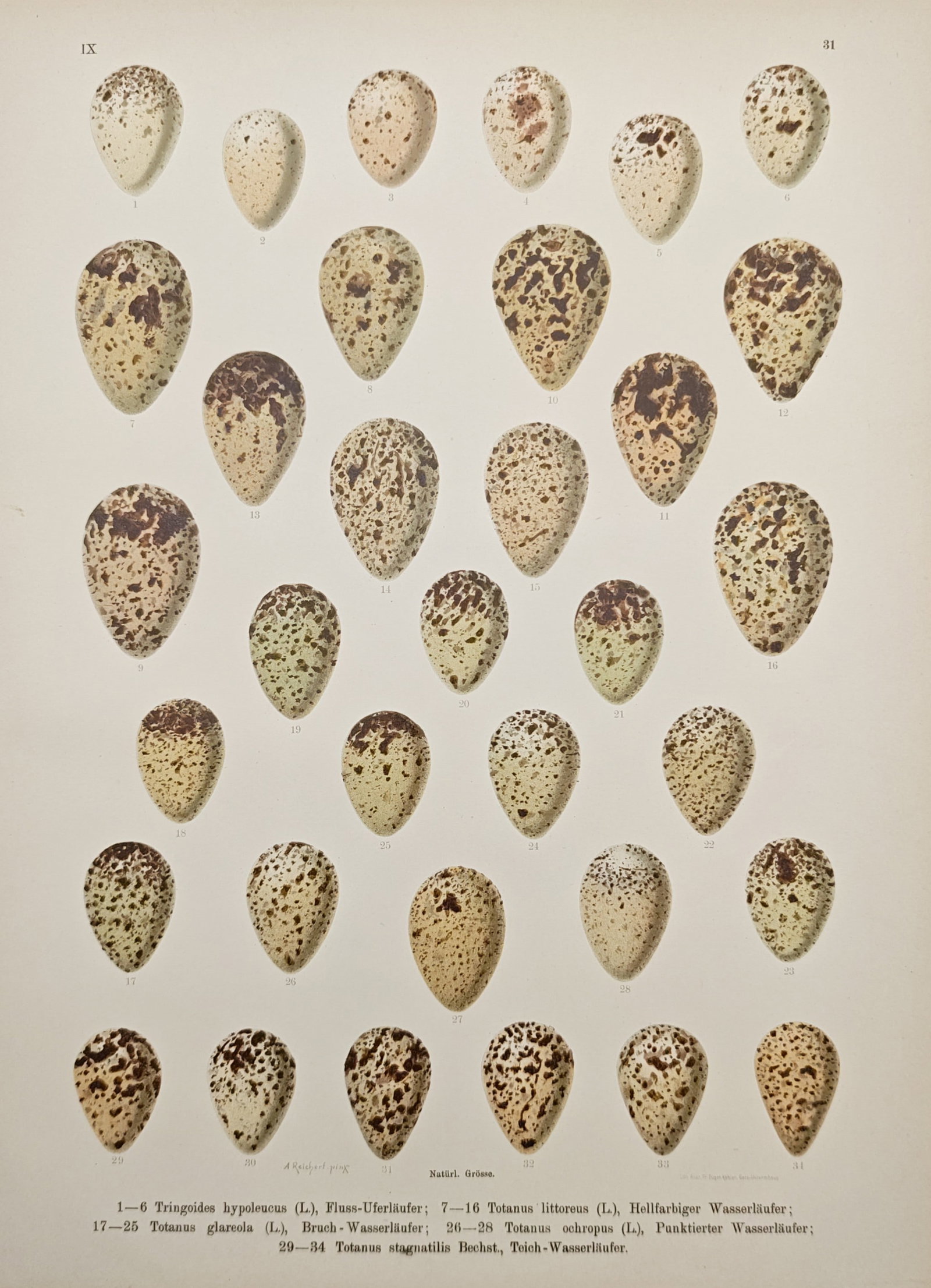Johann Friedrich Naumann – Eggs of European Sandpiper and Shank Species – Lithograph: "Common Sandpiper, Common Greenshank, Wood Sandpiper, Green Sandpiper, and Marsh Sandpiper" presents a detailed natural history study illustrating the varied speckled, spotted, and blotched markings a