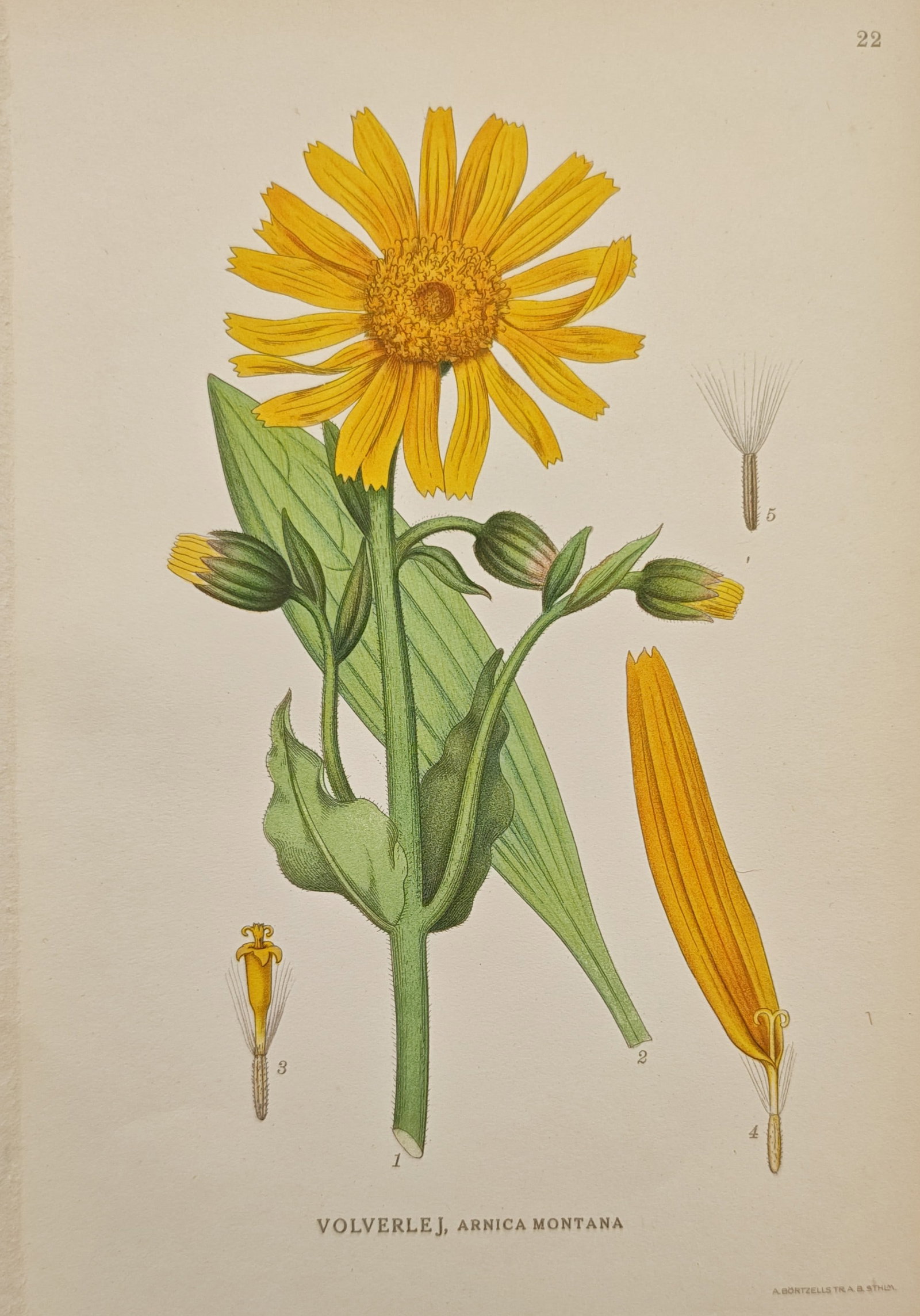 Carl Axel Magnus Lindman – Mountain Arnica (Arnica montana) – Lithograph (20th Century) (1 of 2)