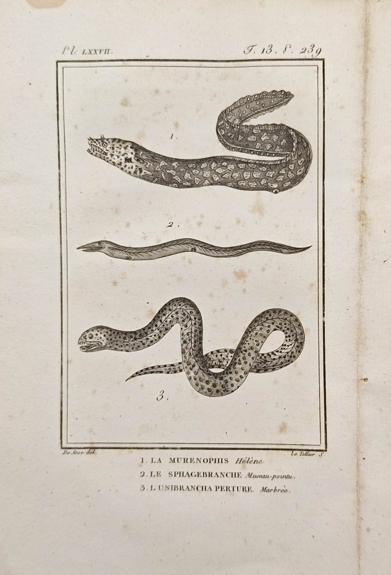Georges-Louis Leclerc, Comte de Buffon – Mediterranean Moray and Eel Species – Engraving: "Mediterranean Moray, Pointed-Snout Sphagebranchus, and Marbled Synbranchid" presents an ichthyological study illustrating the undulating forms, patterned skin textures, and elongated anatomy of diver