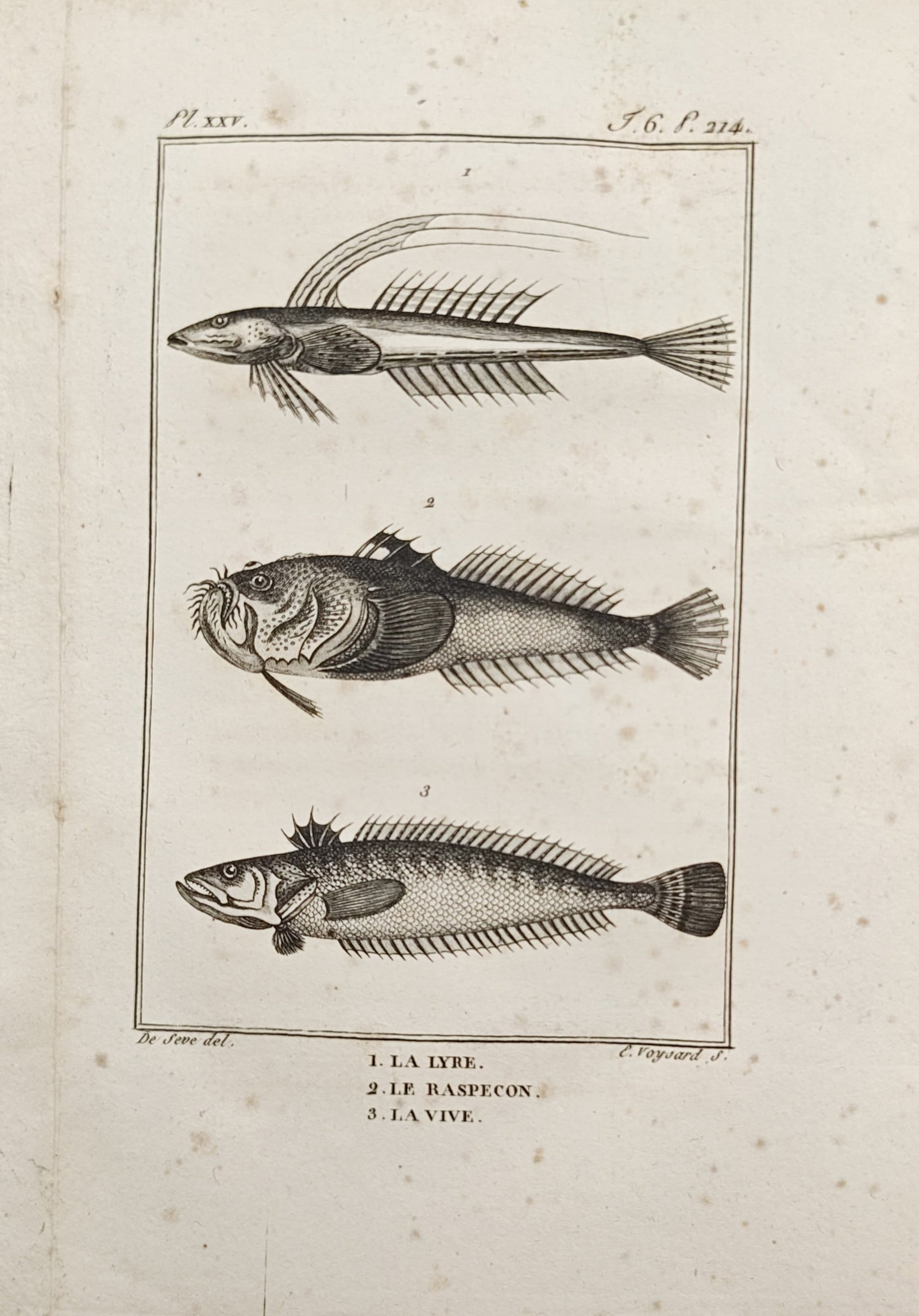 Georges-Louis Leclerc, Comte de Buffon – Dragonet, Stargazer, and Weever Fish – Engraving: "Dragonet, Stargazer, and Weever Fish" presents an ichthyological study illustrating the anatomical forms, elongated dorsal rays, and textured scales of diverse marine fish species. The engraved compo
