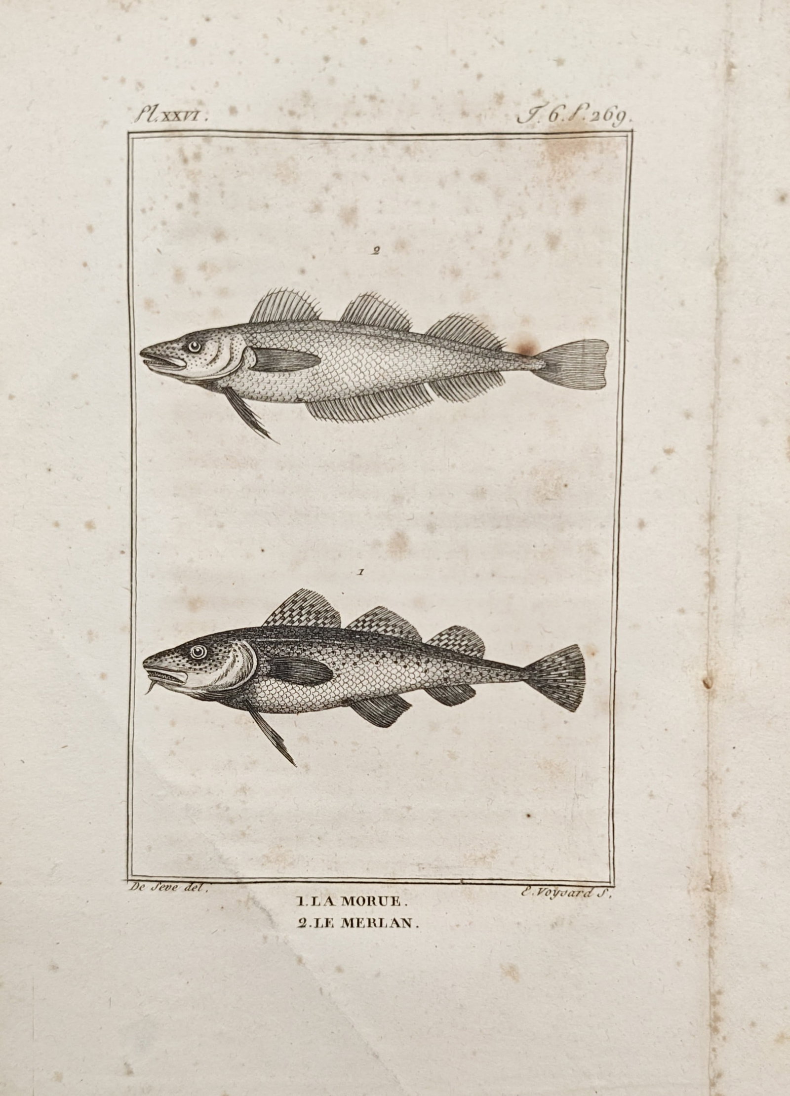 Georges-Louis Leclerc, Comte de Buffon – Cod and Whiting – Engraving (18th Century): "Cod and Whiting" presents an ichthyological study illustrating the streamlined profiles, dorsal fin structures, and textured scales of commercially significant gadid fish species. The engraved compos