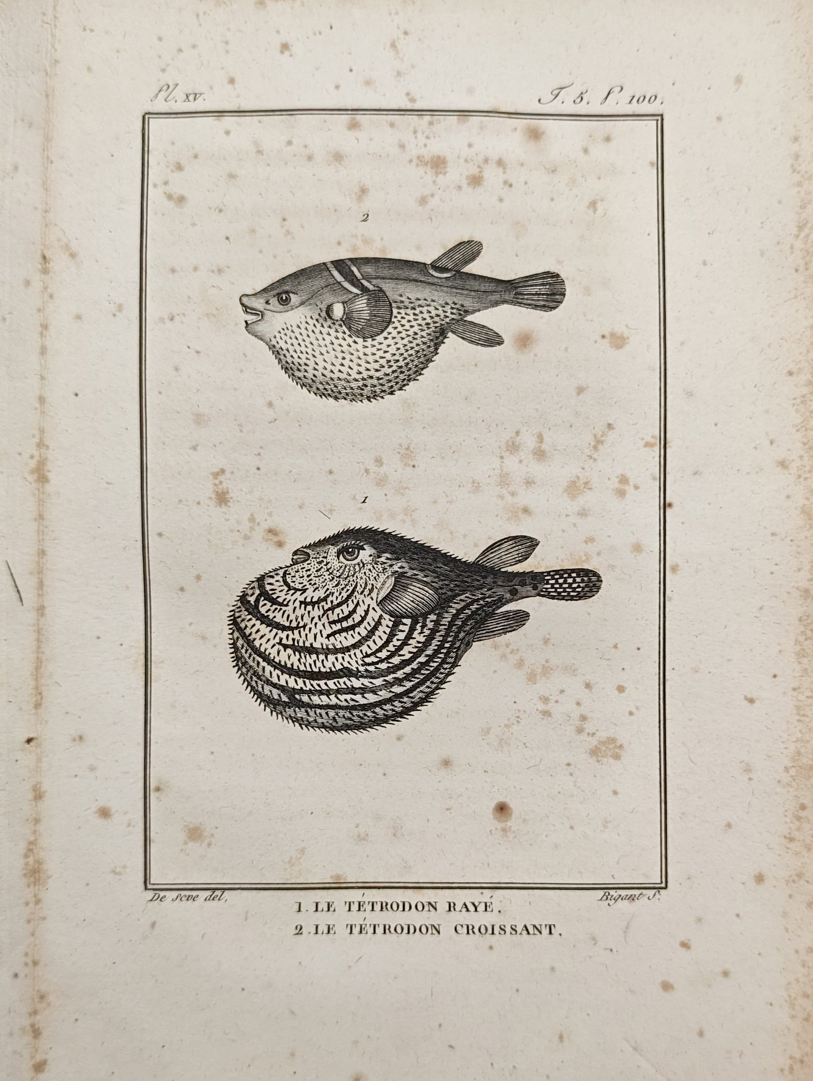 Georges-Louis Leclerc, Comte de Buffon – Striped and Crescent Pufferfish – Engraving (1 of 2)