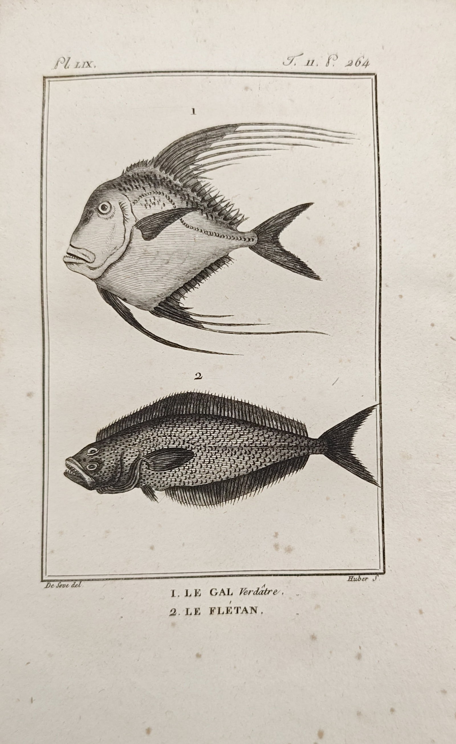 Georges-Louis Leclerc, Comte de Buffon – Lookdown and Halibut – Engraving (18th Century) (1 of 2)