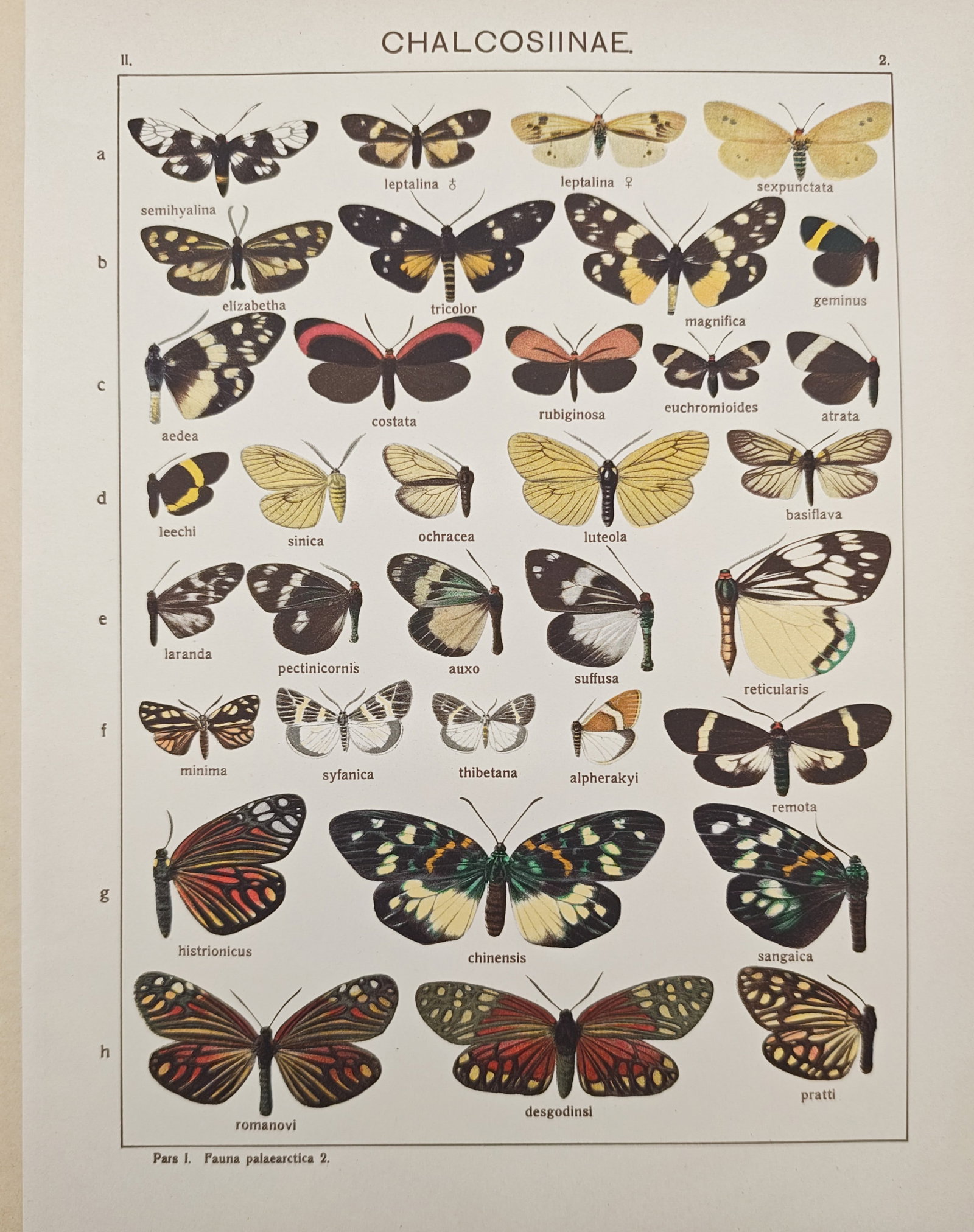 Adalbert Seitz – Chalcosiinae Forester Moth Species – Lithograph (20th Century) (1 of 2)