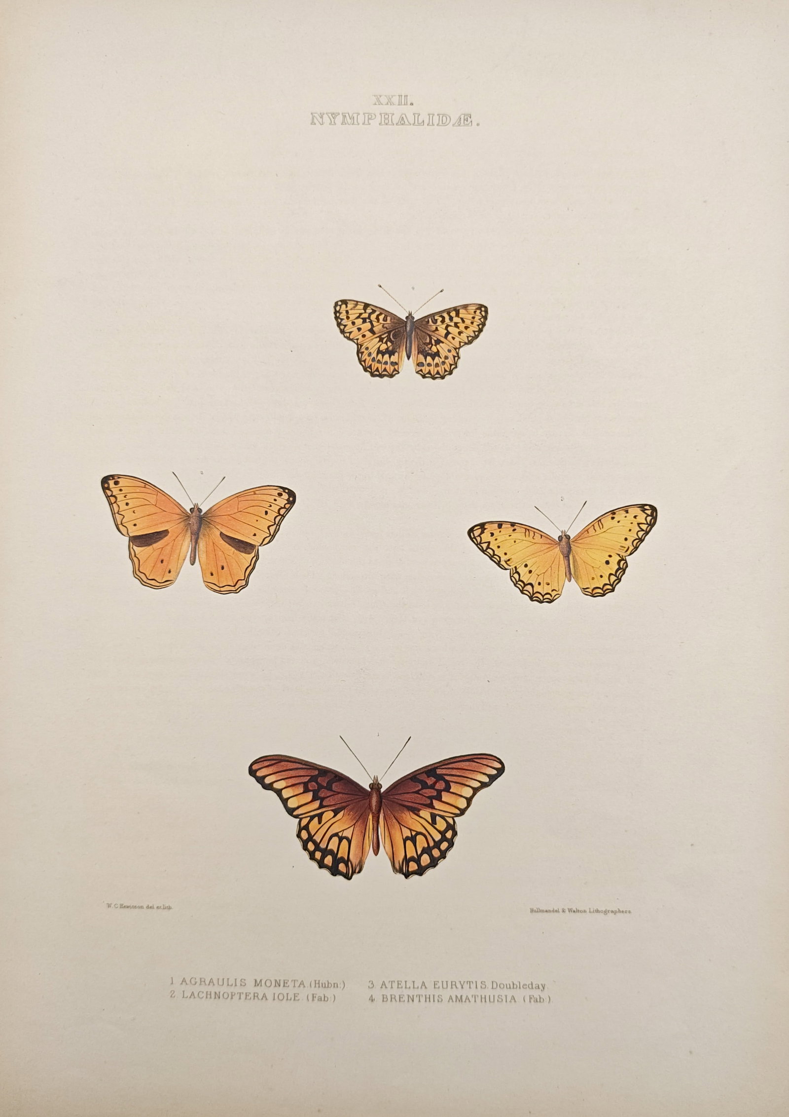 William Chapman Hewitson – Nymphalidae Brush-Footed Butterfly Species – Lithograph: "Nymphalidae" presents an entomological study illustrating the vibrant orange and tawny wing patterns, delicate venation, and distinct markings of brush-footed butterfly species. The hand-colored lith