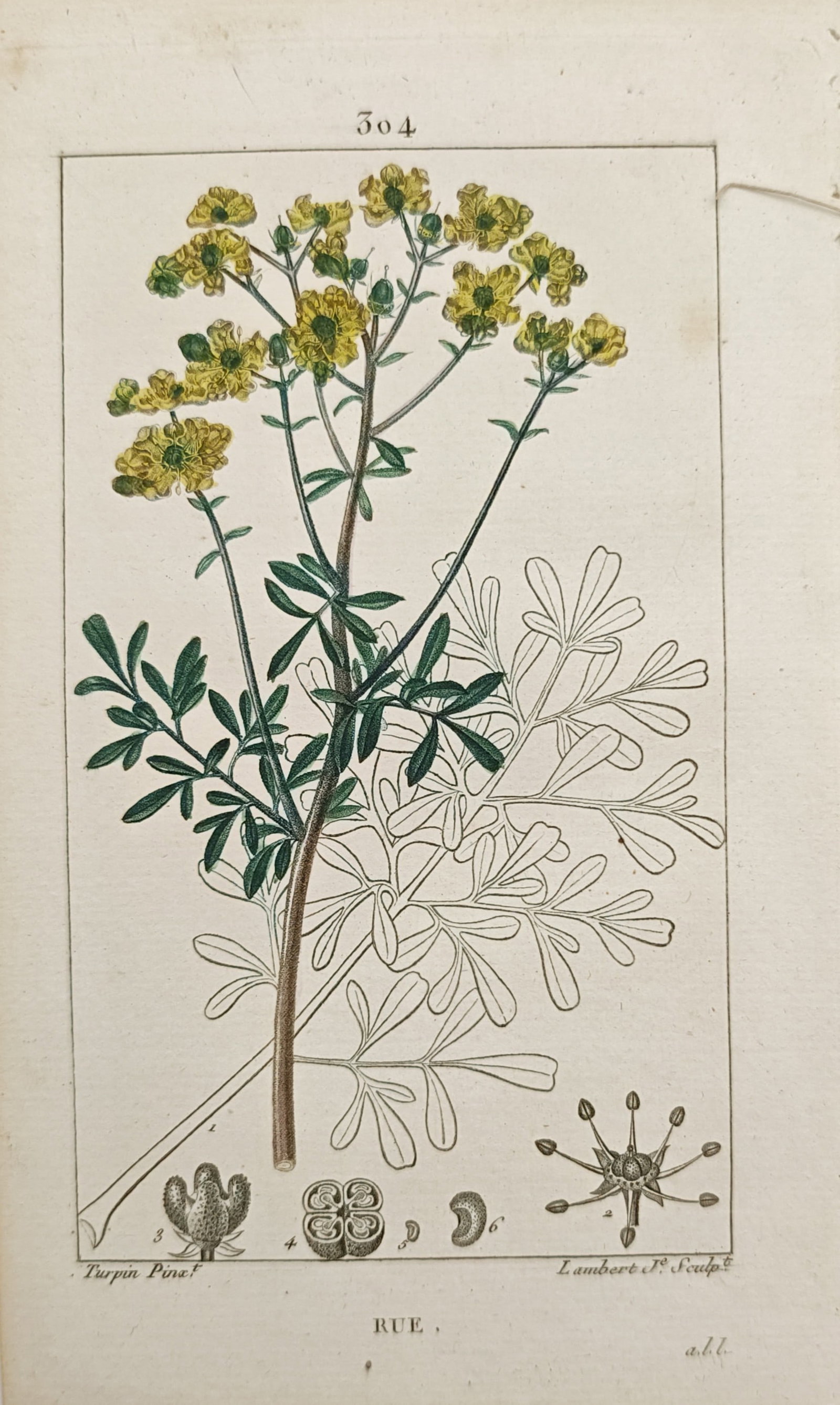 Pierre Jean François Turpin – Common Rue (Ruta graveolens) – Engraving (19th Century) (1 of 2)