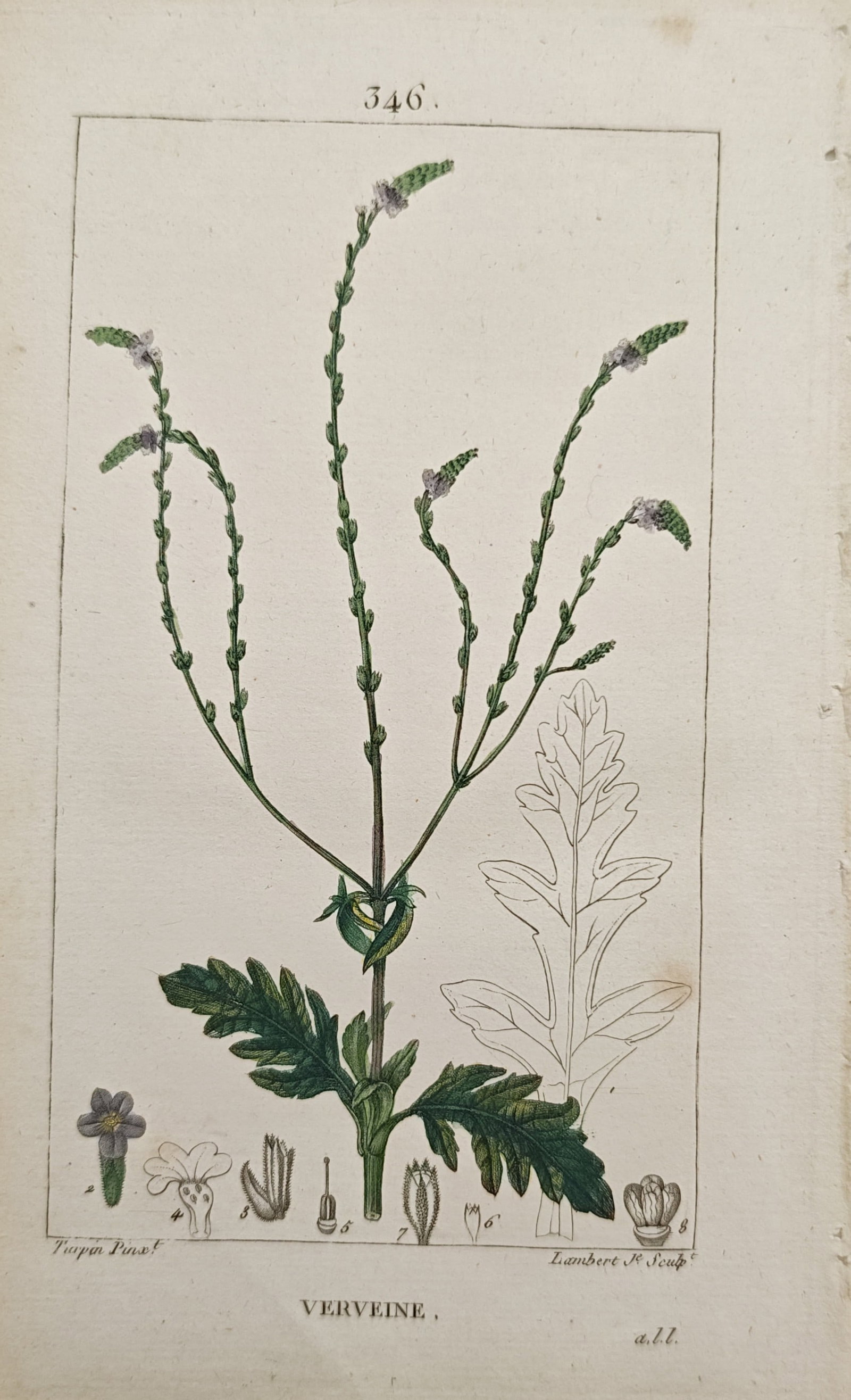 Pierre Jean François Turpin – Vervain (Verbena) – Engraving (19th Century): "Vervain" presents a botanical study illustrating the slender flowering spikes, deeply lobed basal leaves, outlined structural habit, and magnified floral dissections of the herbaceous plant. The hand