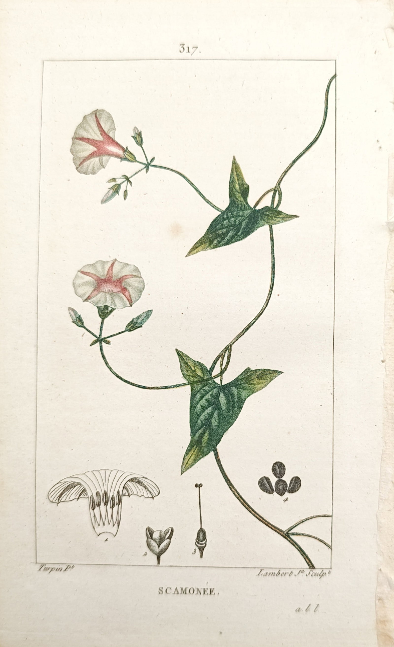 Pierre Jean François Turpin – Scammony (Convolvulus scammonia) – Engraving (19th Century) (1 of 2)