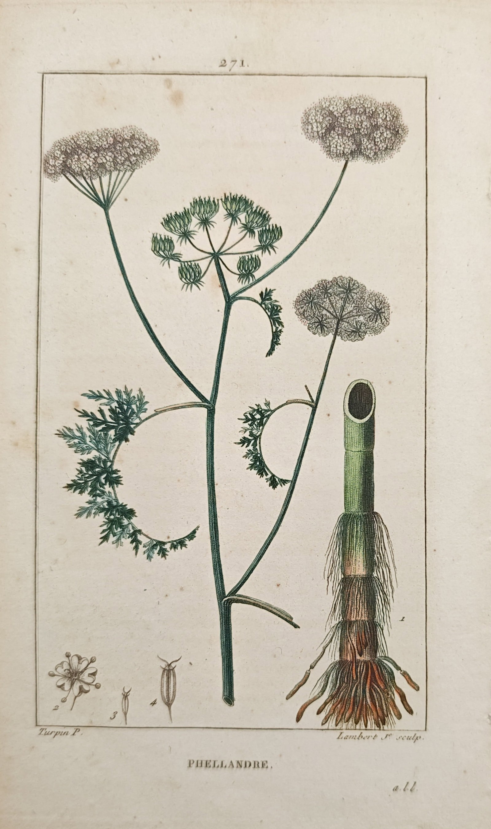 Pierre Jean François Turpin – Fine-Leaved Water Dropwort (Oenanthe aquatica) – Engraving: "Fine-Leaved Water Dropwort" presents a botanical study illustrating the delicate umbelliferous flower clusters, finely dissected aquatic foliage, hollow jointed stem base, and magnified floral dissec