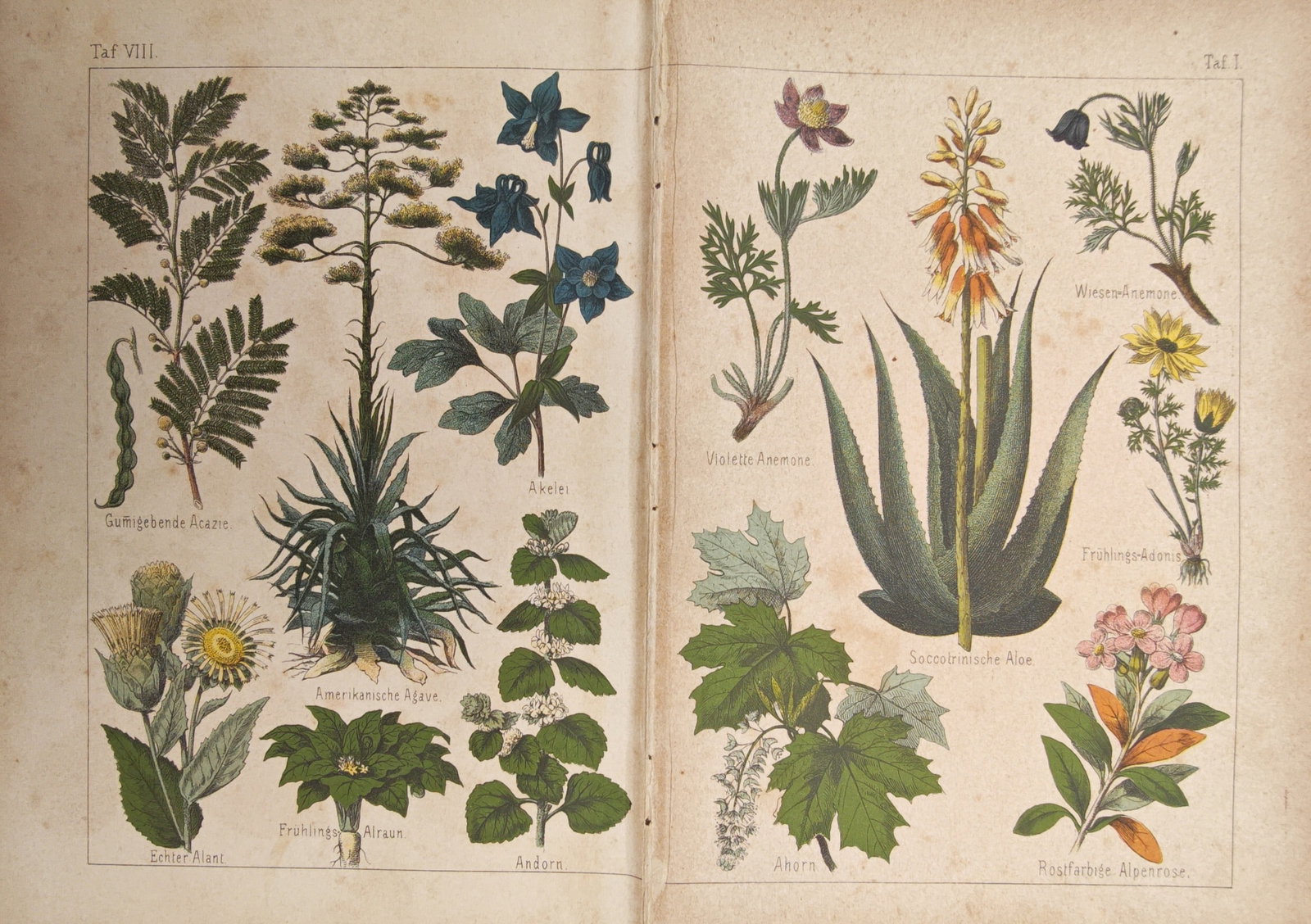 Moritz Fünfstück – Botanical Studies of Agave, Socotrine Aloe, Anemone, and Alpine Rose: "Natural History of the Plant Kingdom: Large Plant Atlas" presents a comprehensive botanical study illustrating various succulent plants, flowering herbs, alpine shrubs, and medicinal flora, published