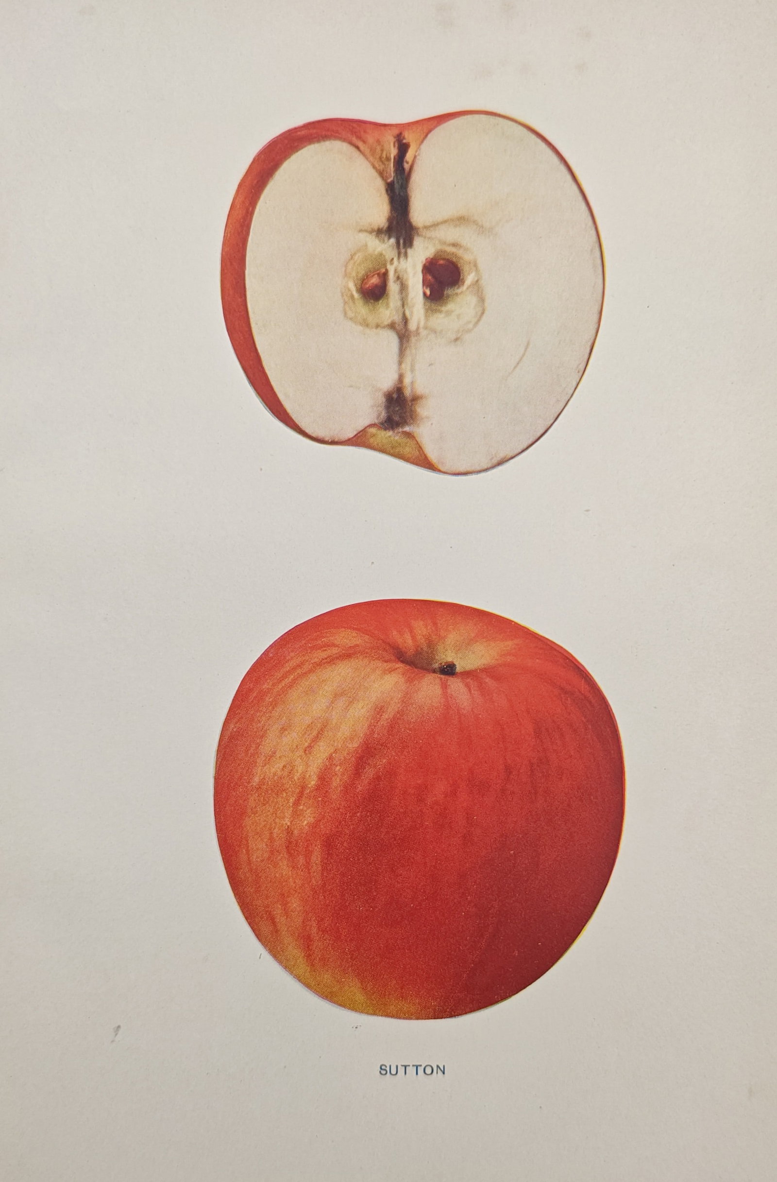 Spencer Ambrose Beach – Sutton Apple Studies – Lithograph (1905): "Sutton" presents a pomological and botanical study illustrating whole and cross-sectioned views of the classic heirloom apple cultivar, featured in the landmark publication The Apples of New York (19