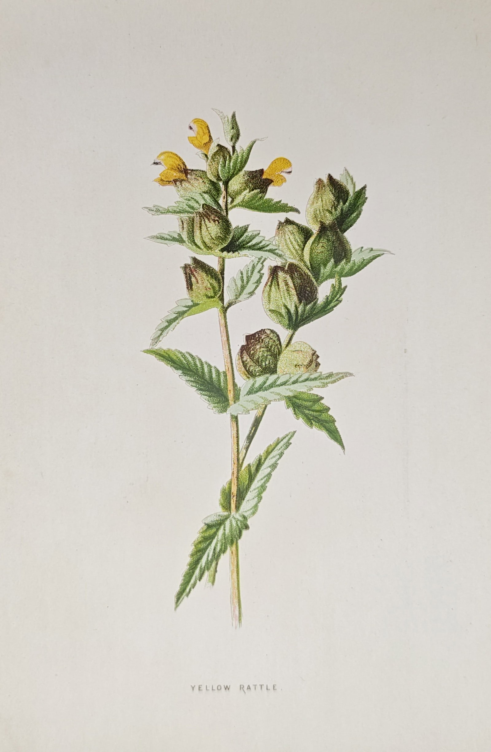 Frederick Edward Hulme – Yellow Rattle Botanical Study – Lithograph (19th Century) (1 of 2)