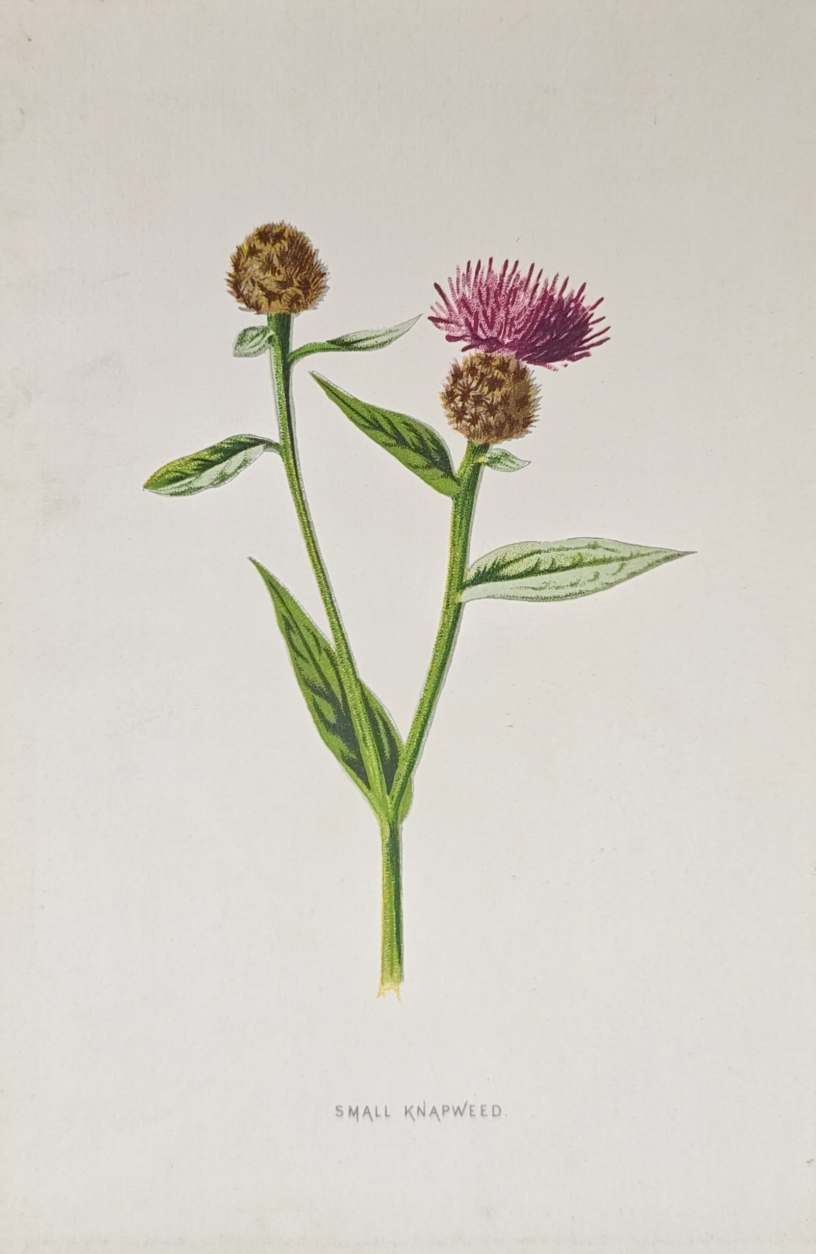 Frederick Edward Hulme – Small Knapweed Botanical Study – Lithograph (19th Century): "Small Knapweed" presents a botanical study illustrating the vibrant purple composite flower head, distinctive involucral bracts, slender stem, and lanceolate green leaves of the wild knapweed plant. 