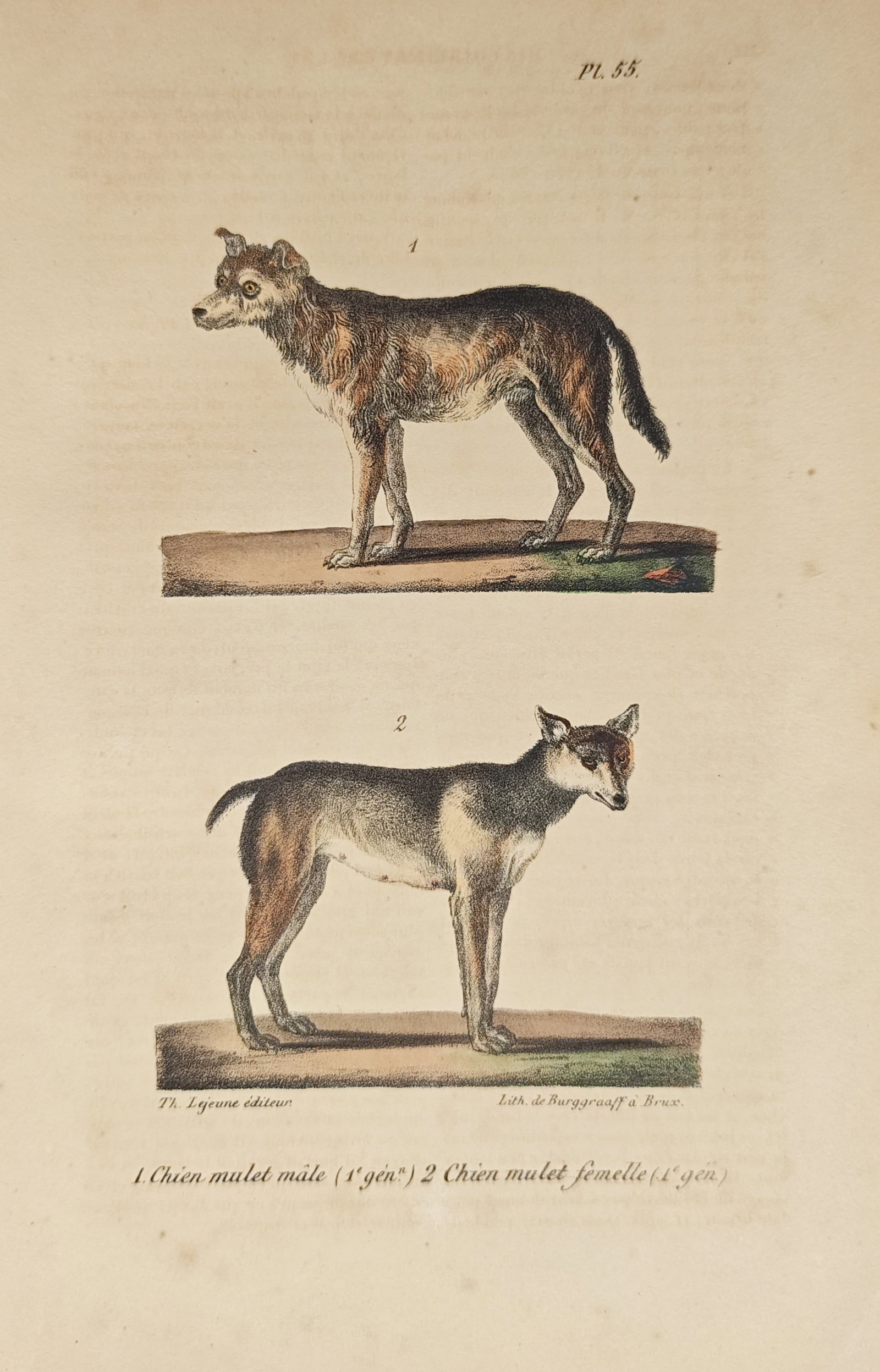 Théodore Lejeune – Male and Female Hybrid Canids – Lithograph (19th Century) (1 of 2)