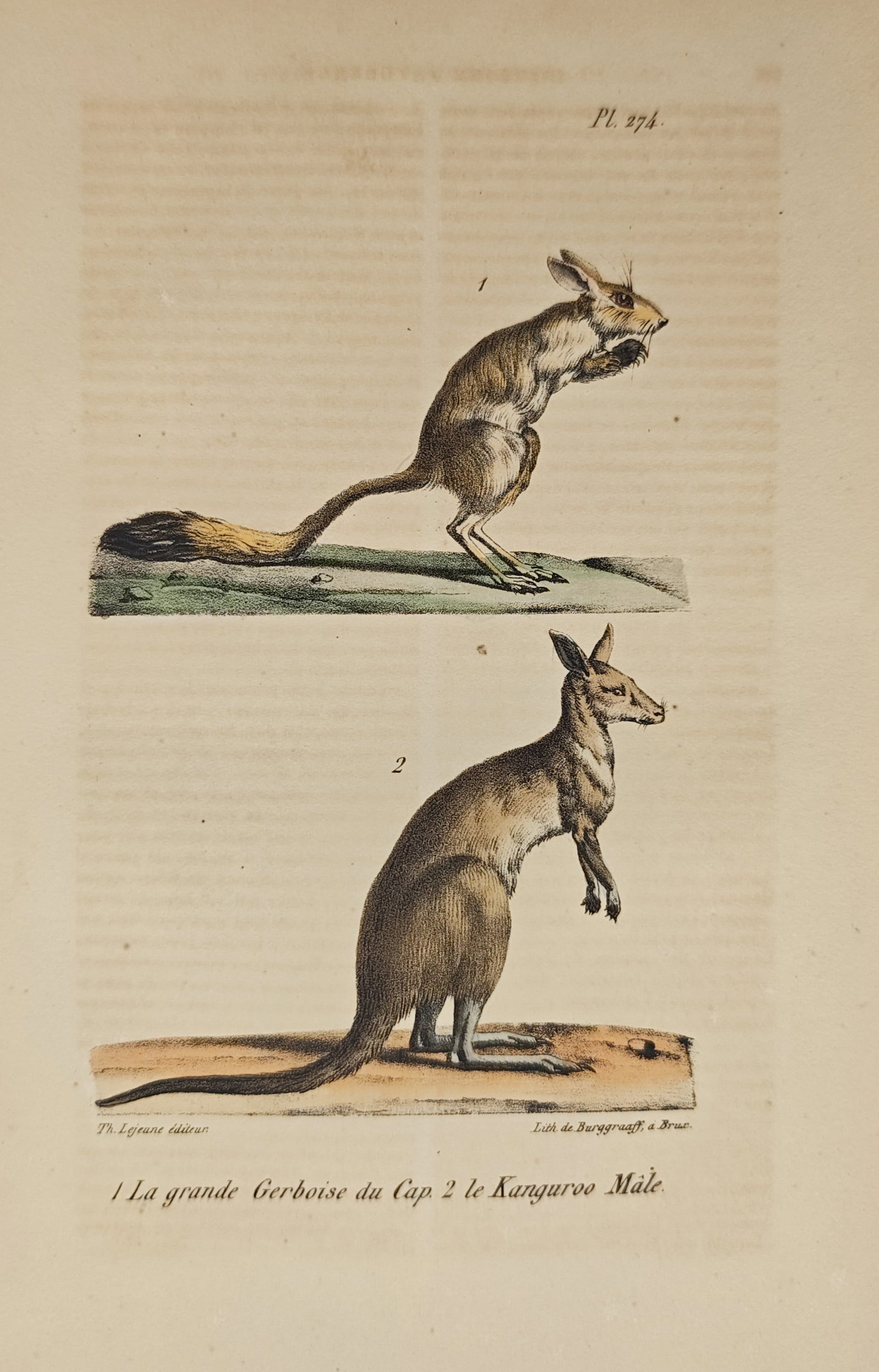Théodore Lejeune – Springhare and Male Kangaroo – Lithograph (19th Century) (1 of 2)
