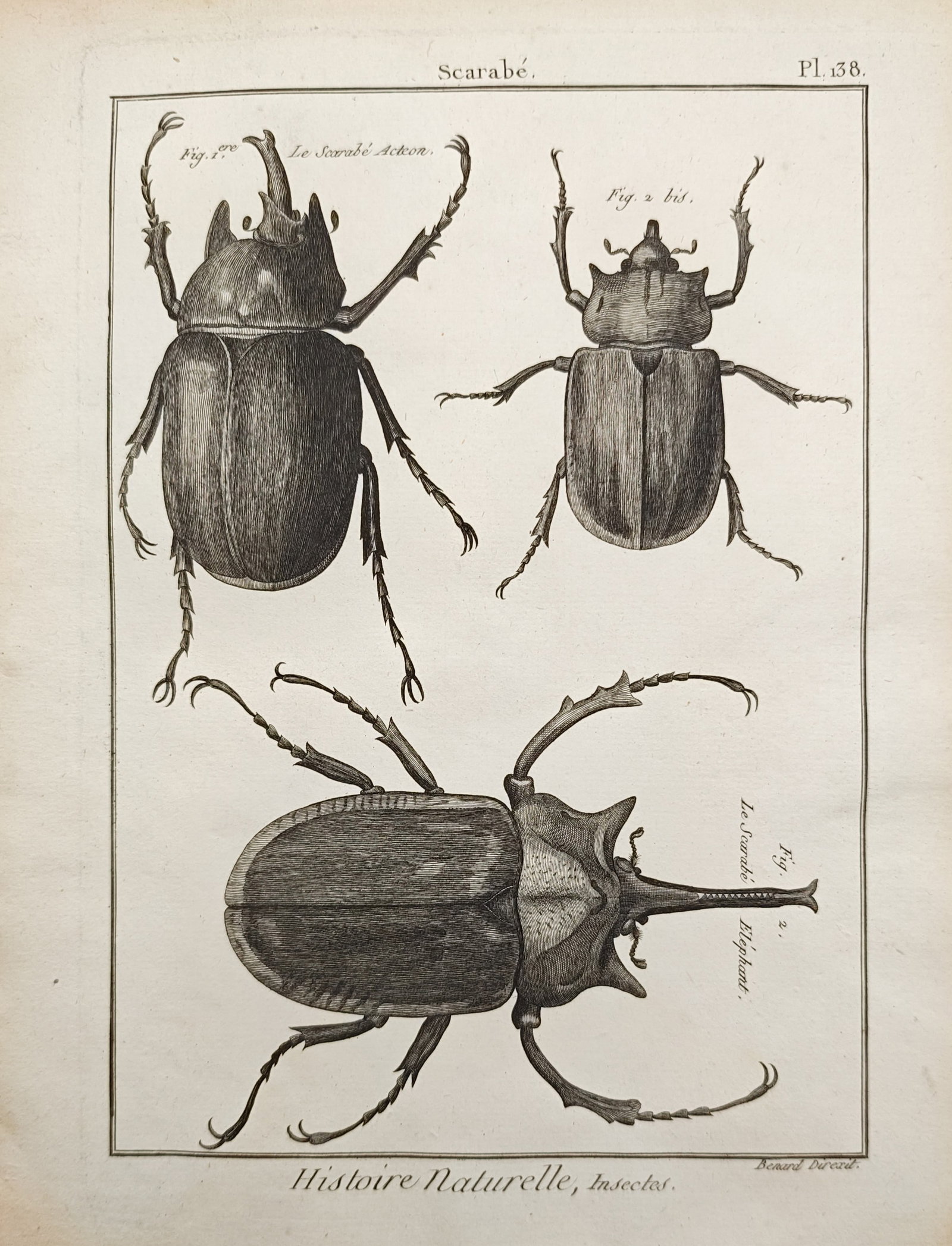 Robert Bénard – Natural History Studies of Scarab and Rhinoceros Beetles – Engraving (1 of 2)