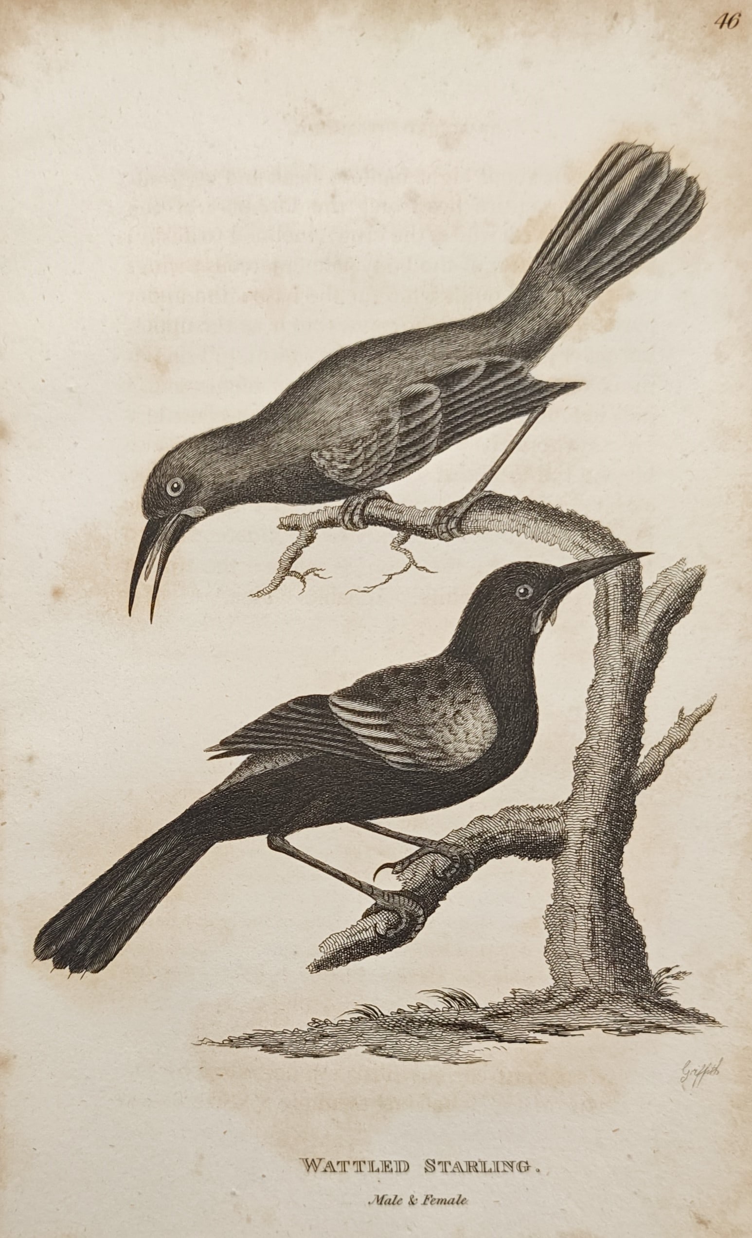 Edward Griffith – Natural History Studies of the Wattled Starling – Engraving (19th Century) (1 of 2)