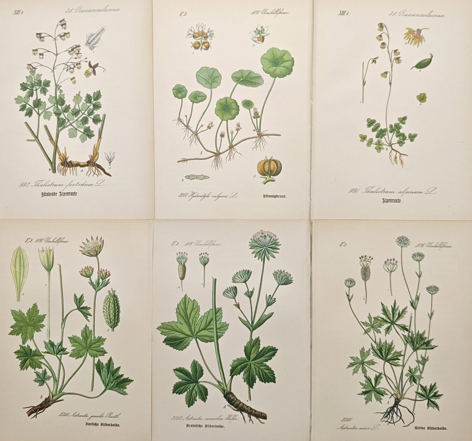 Jacob Sturm – Set of 6: Botanical Studies of German Flora – Lithographs (19th Century) (1 of 2)