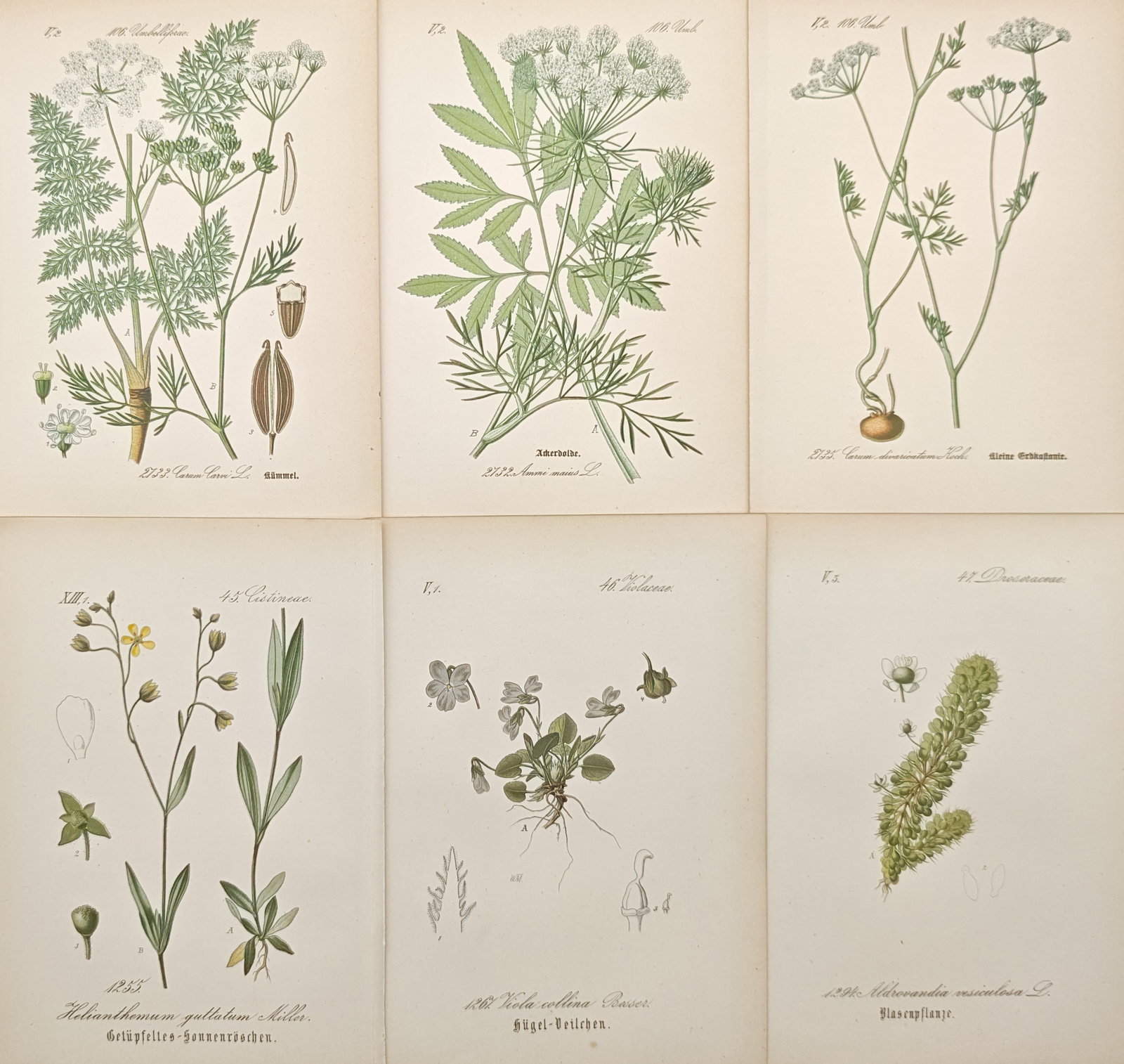 Jacob Sturm – Set of 6: European Botanical Studies of Umbellifers, Rockroses – Lithographs: "Studies of European Wildflowers and Aquatic Flora" presents a diverse botanical survey illustrating specimens across multiple plant families, including umbellifers, rockroses, violets, and carnivorou