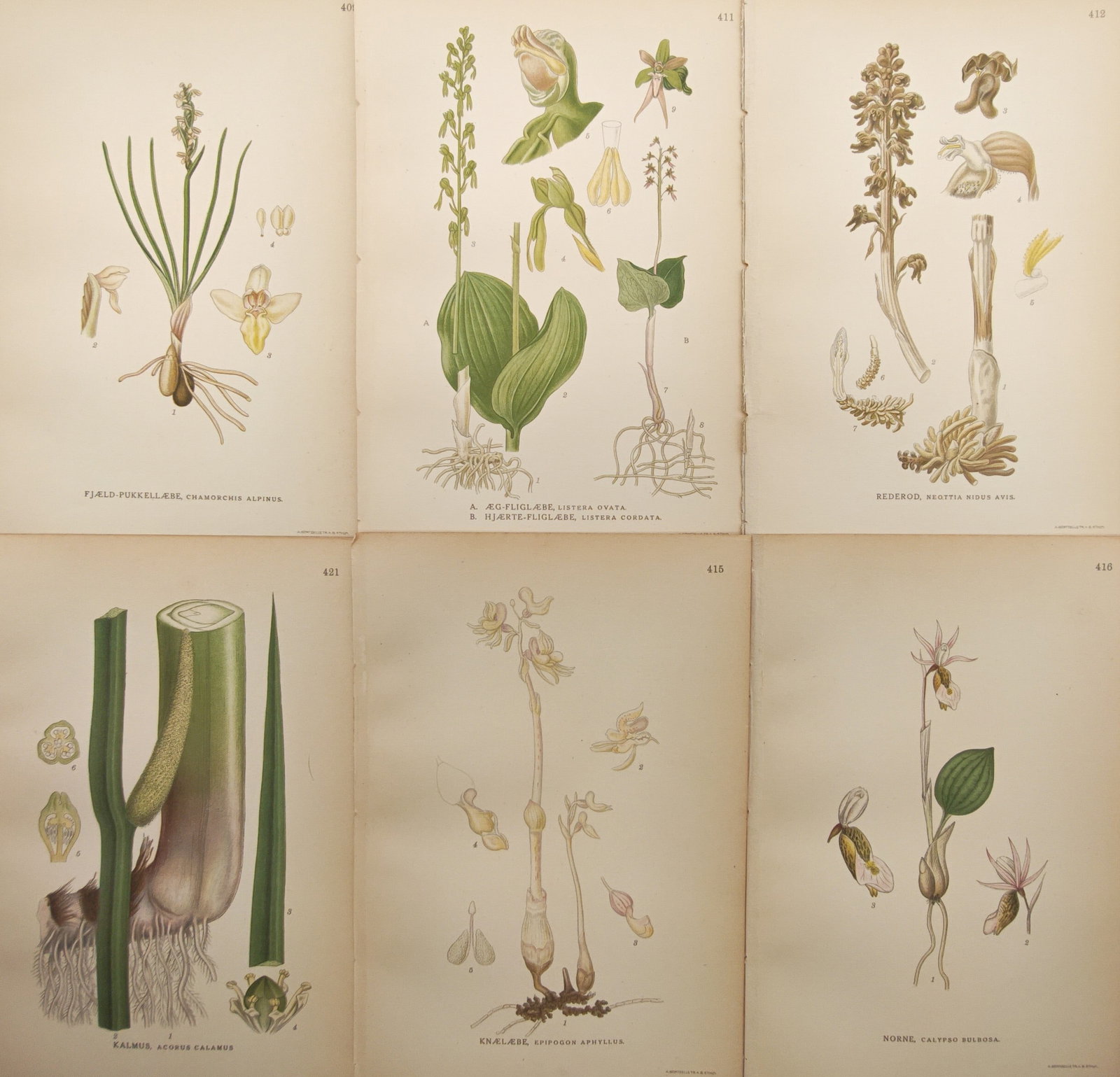 Carl Lindman – Set of 6: Botanical Studies of Nordic Orchids and Wetland Flora – Lithographs: "Images of the Northern Flora" presents a detailed botanical study of wild Scandinavian vegetation, highlighting diverse native orchid varieties and wetland plant species. Rendered with refined scient