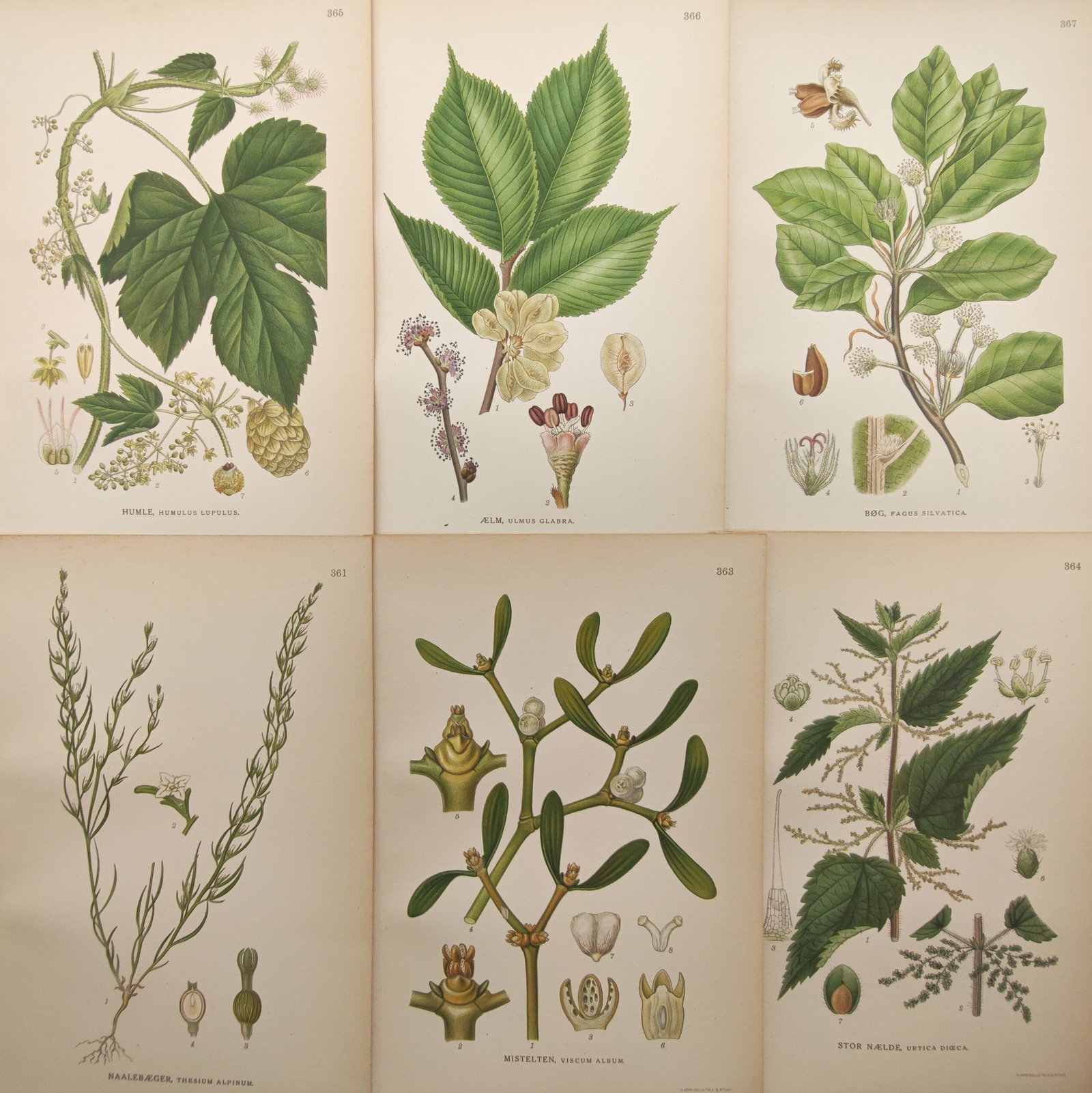 Carl Lindman – Set of 6: Botanical Studies of Nordic Trees, Shrubs – Lithographs (20th Century): "Images of the Northern Flora" presents a detailed botanical survey of Scandinavian woodland and field flora, including specimens of hops, elms, beeches, mistletoe, and nettles. Rendered with refined 